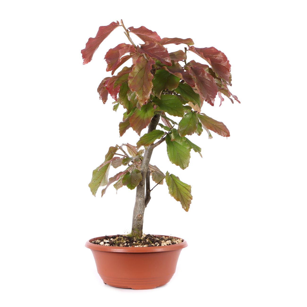 Parrotia persica 'Bella'