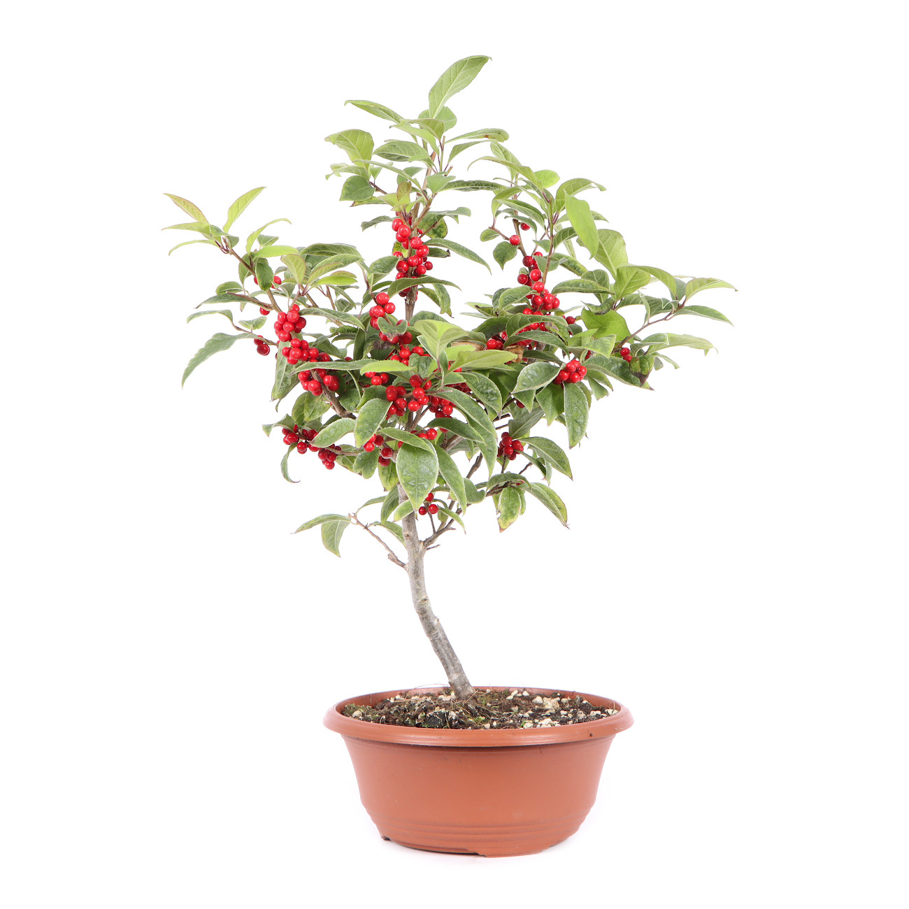 Seitenansicht rechts