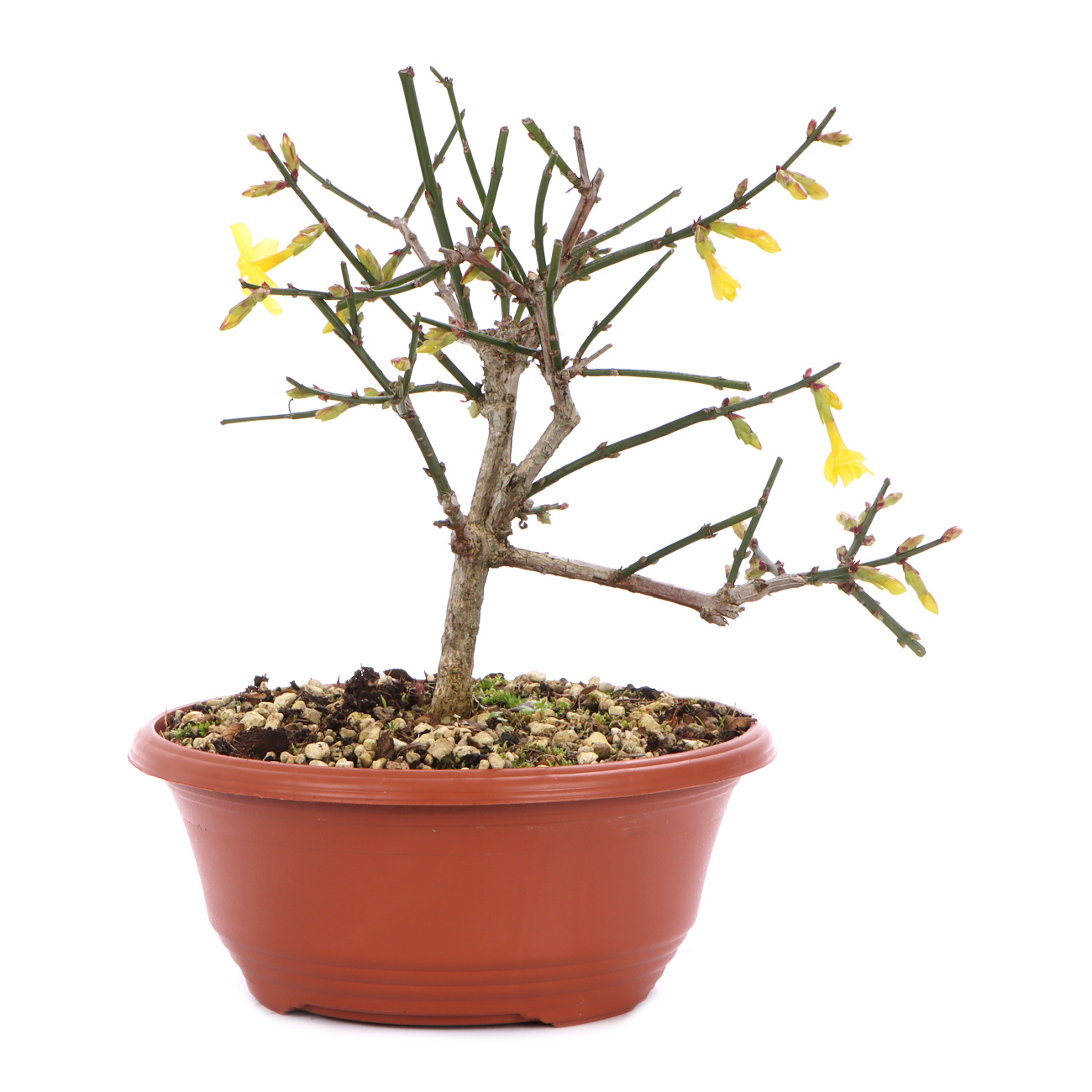 Seitenansicht rechts