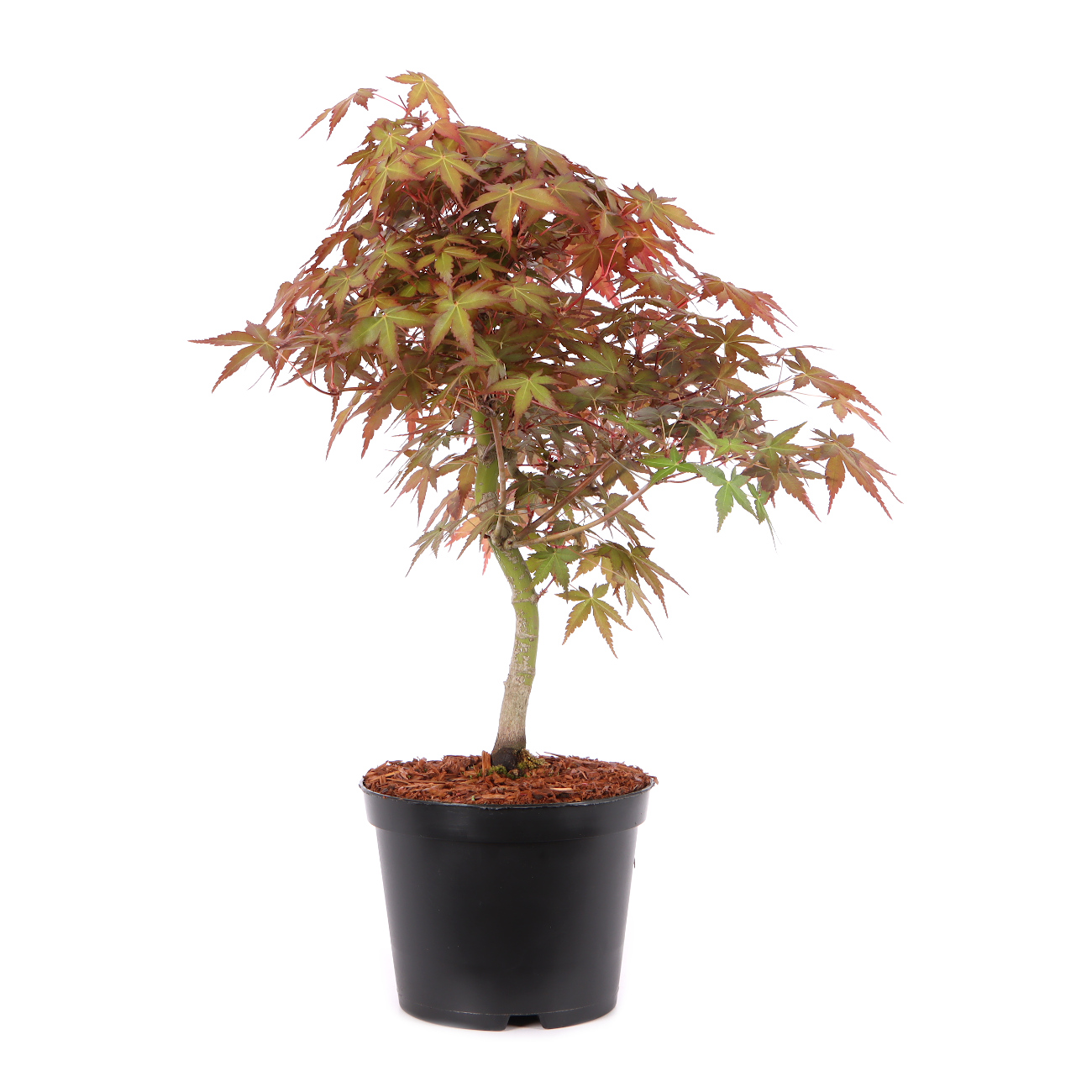 Acer palmatum