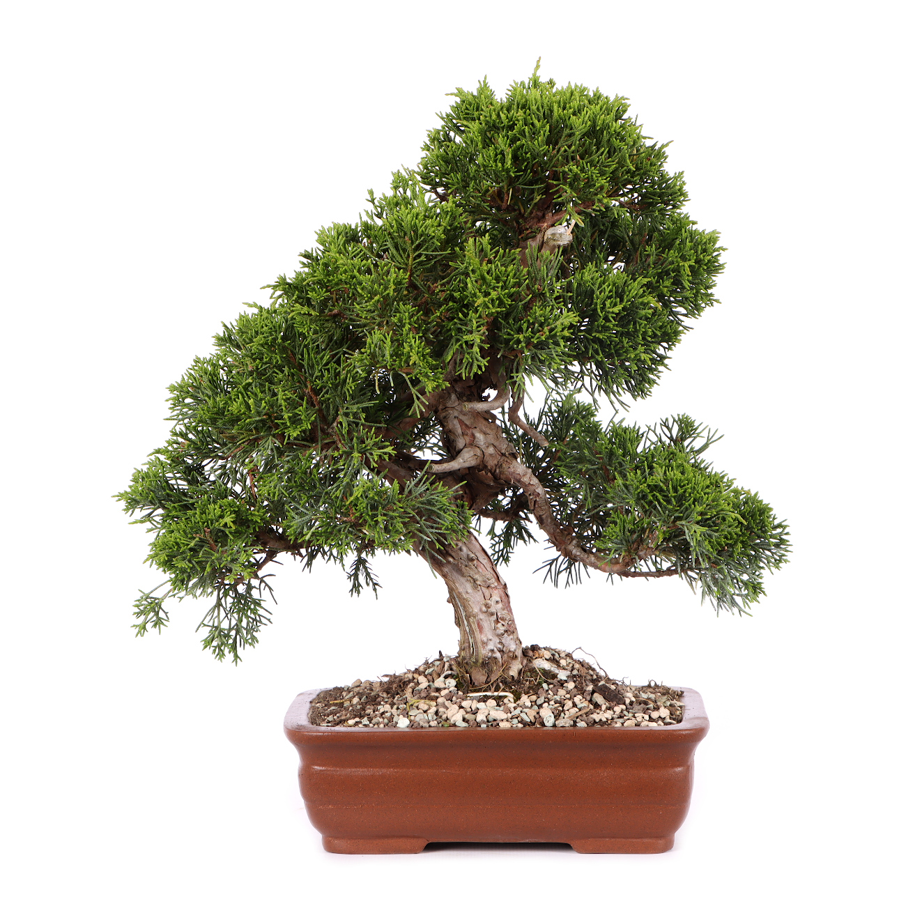 Juniperus chinensis 'Itoigawa'