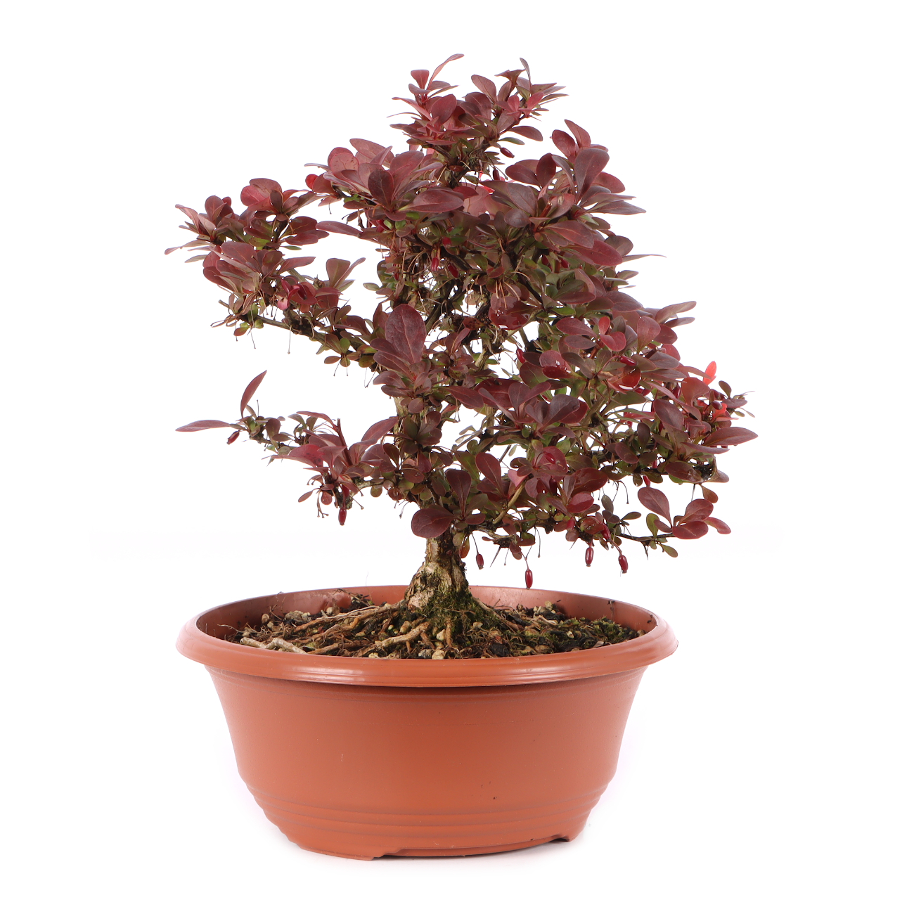 Berberis thunbergii 'Atropurpurea Nana'
