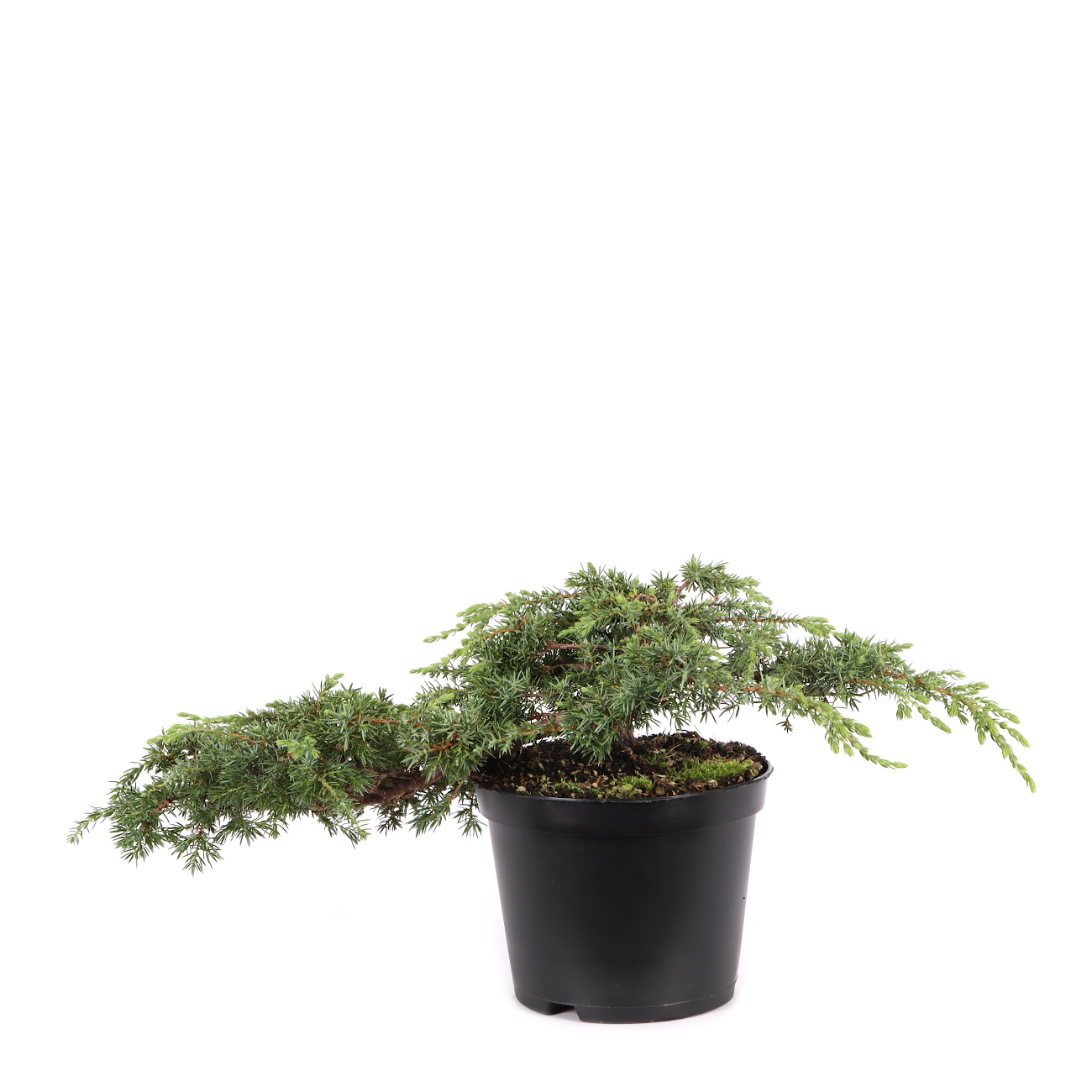 Juniperus communis 'Green Carpet'