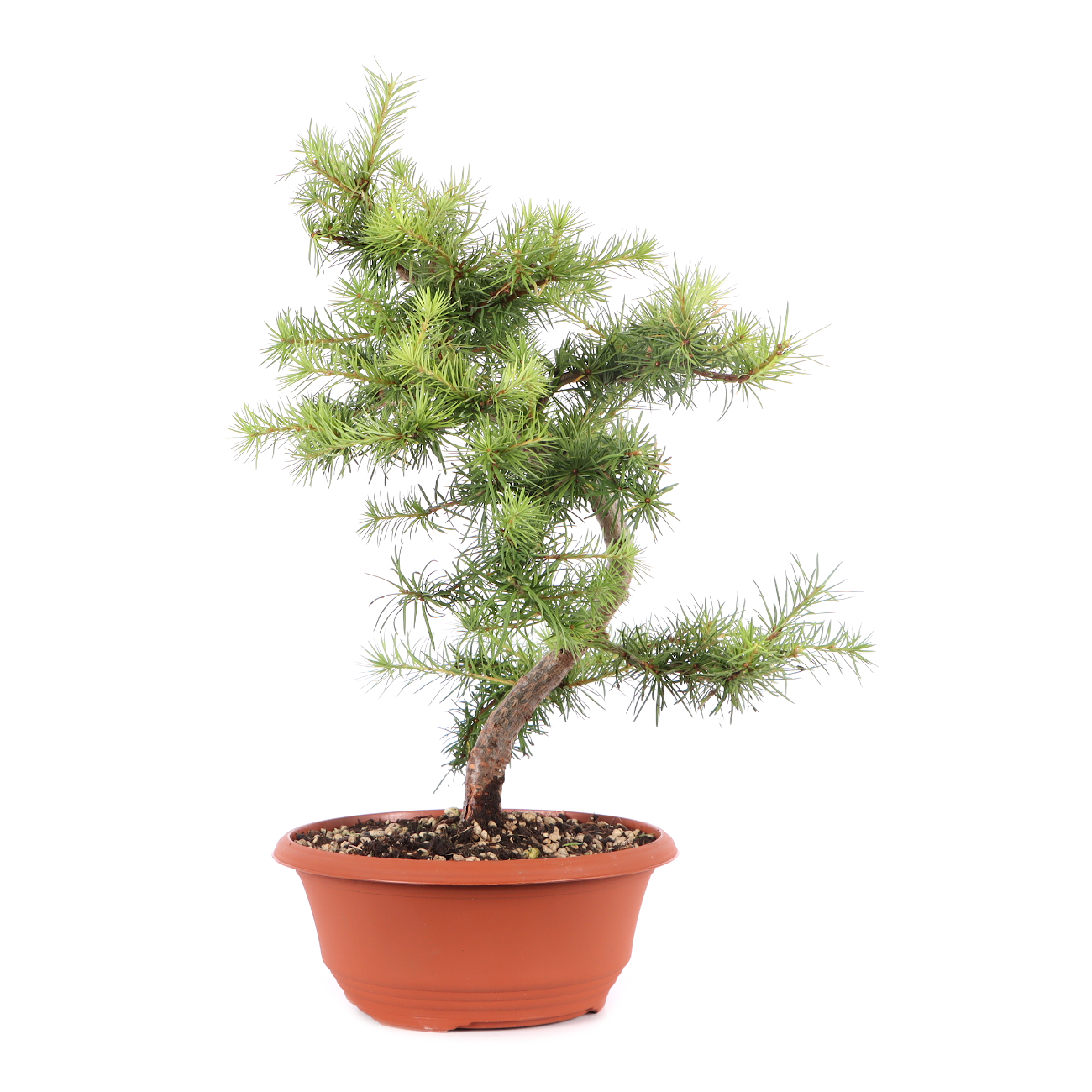 Larix kaempferi