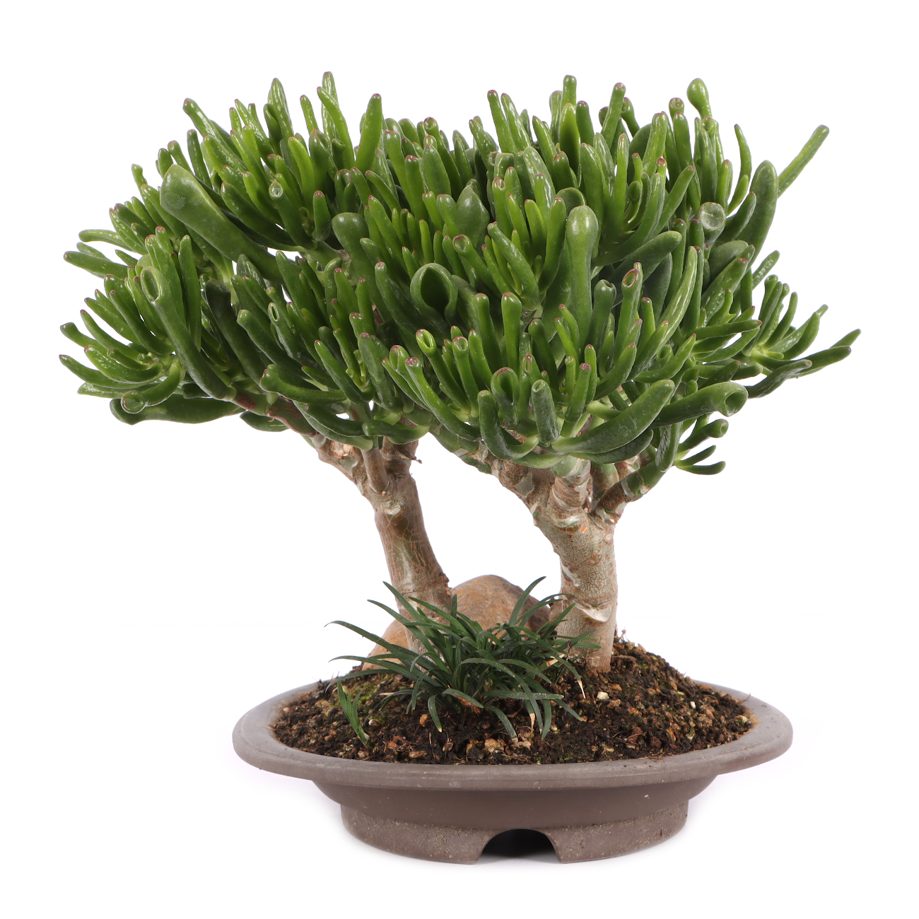 Crassula ovata 'Horn Tree'