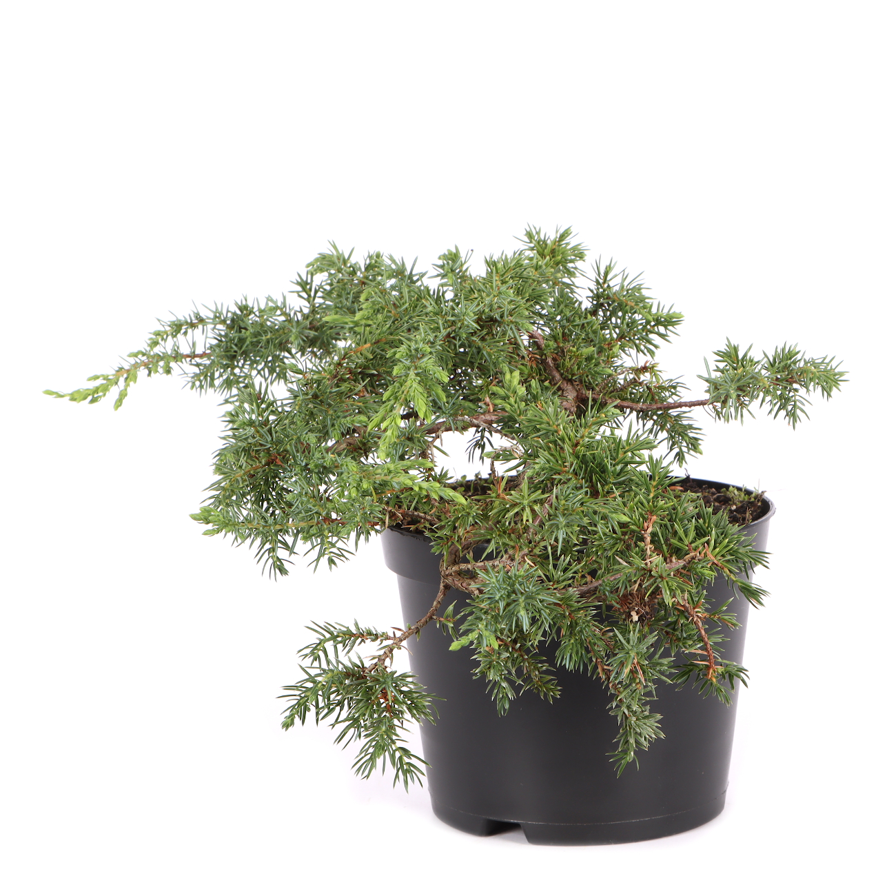 Juniperus communis 'Green Carpet'