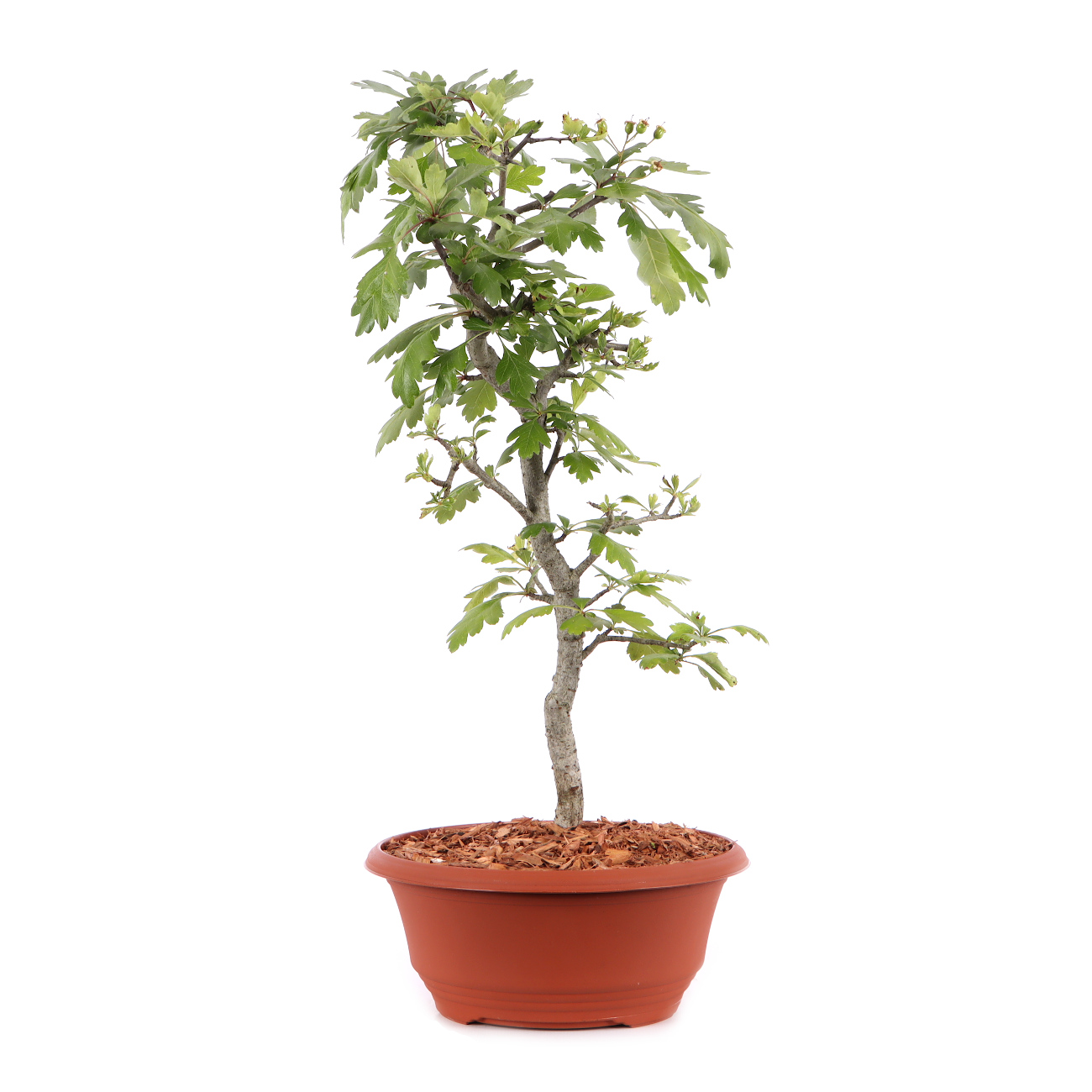 Crataegus monogyna