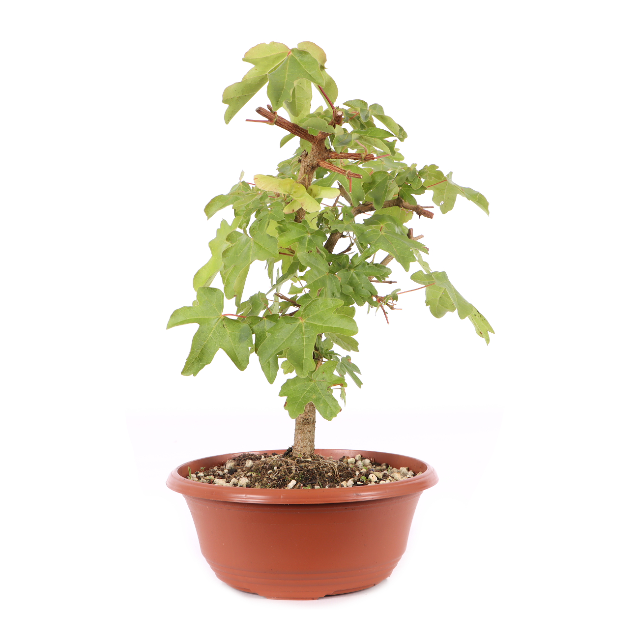 Acer campestre