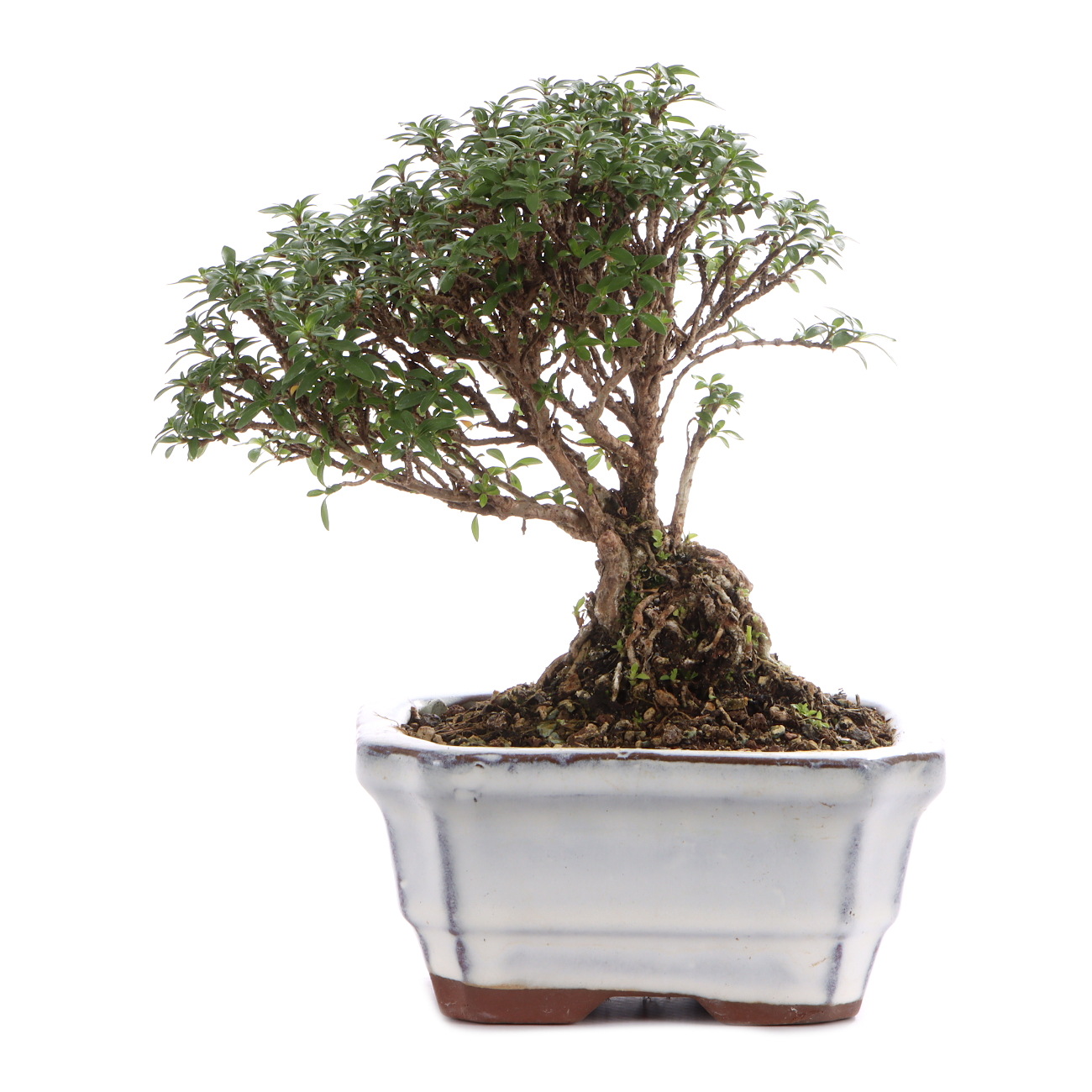 Serissa foetida 'Micro'