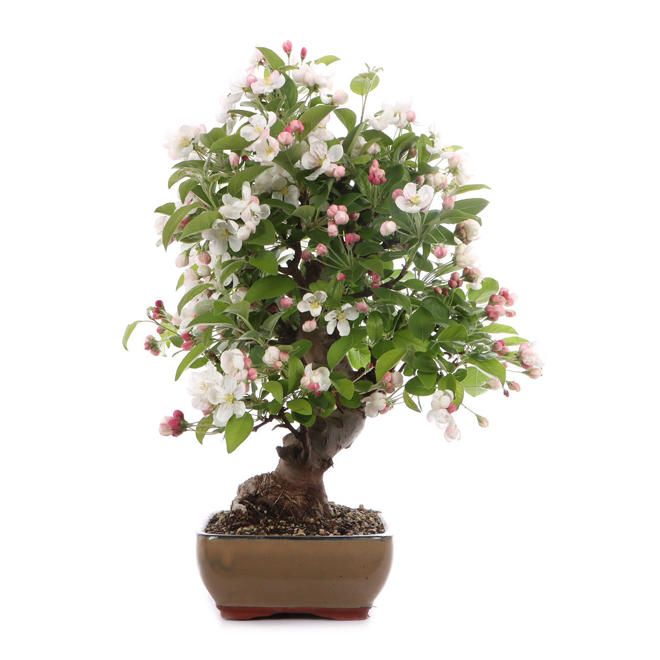 Malus spec.