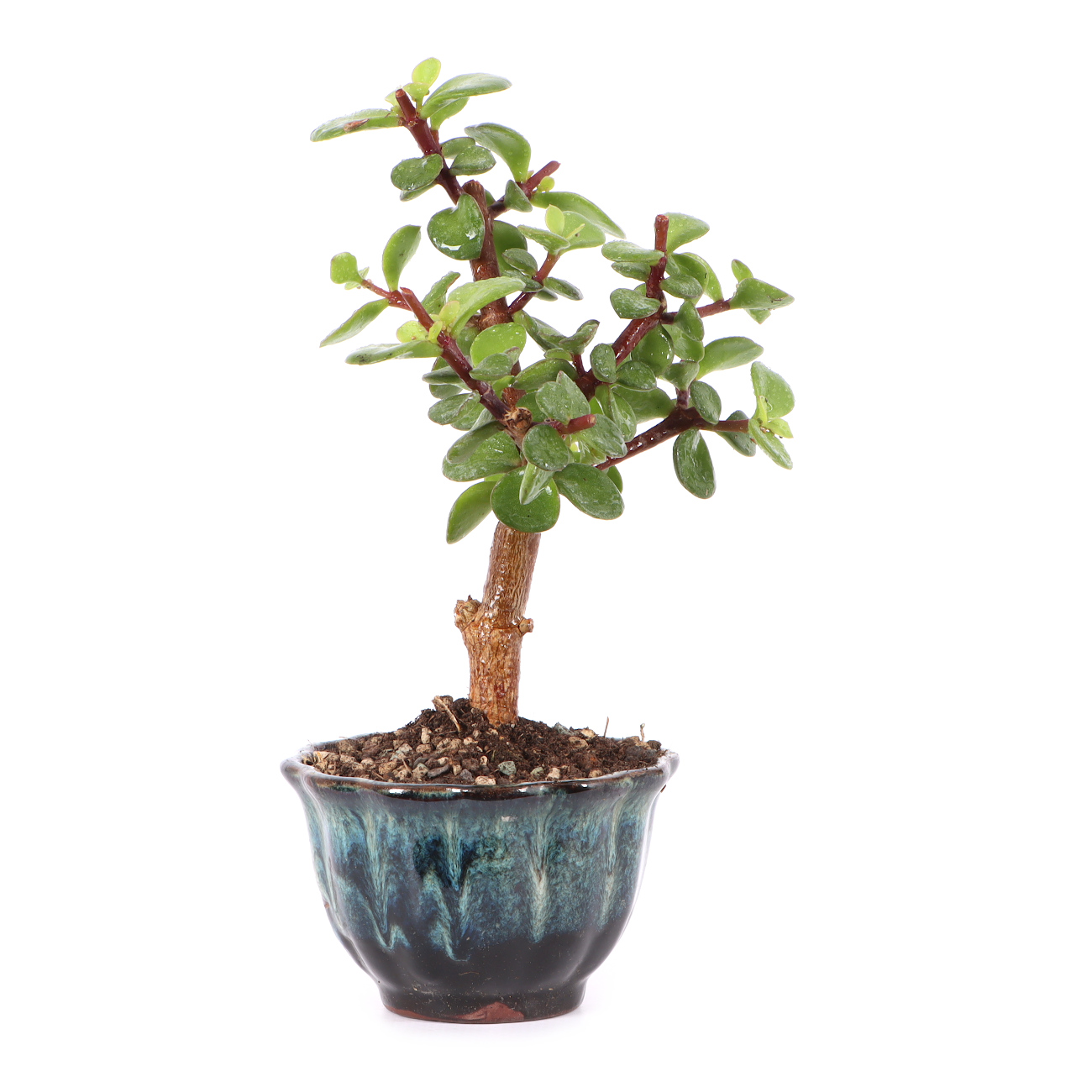 Portulacaria afra