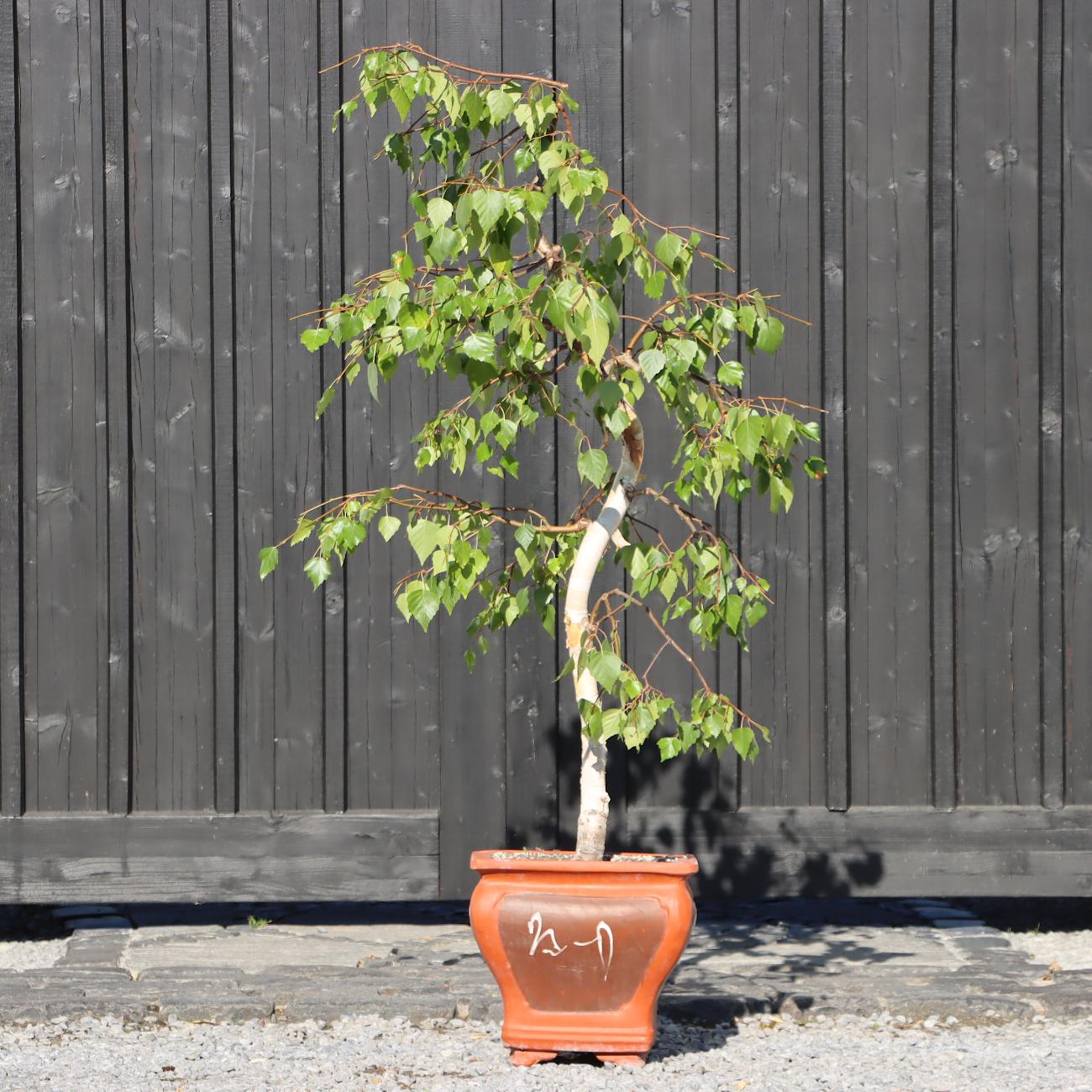 Betula pendula 'Youngii'