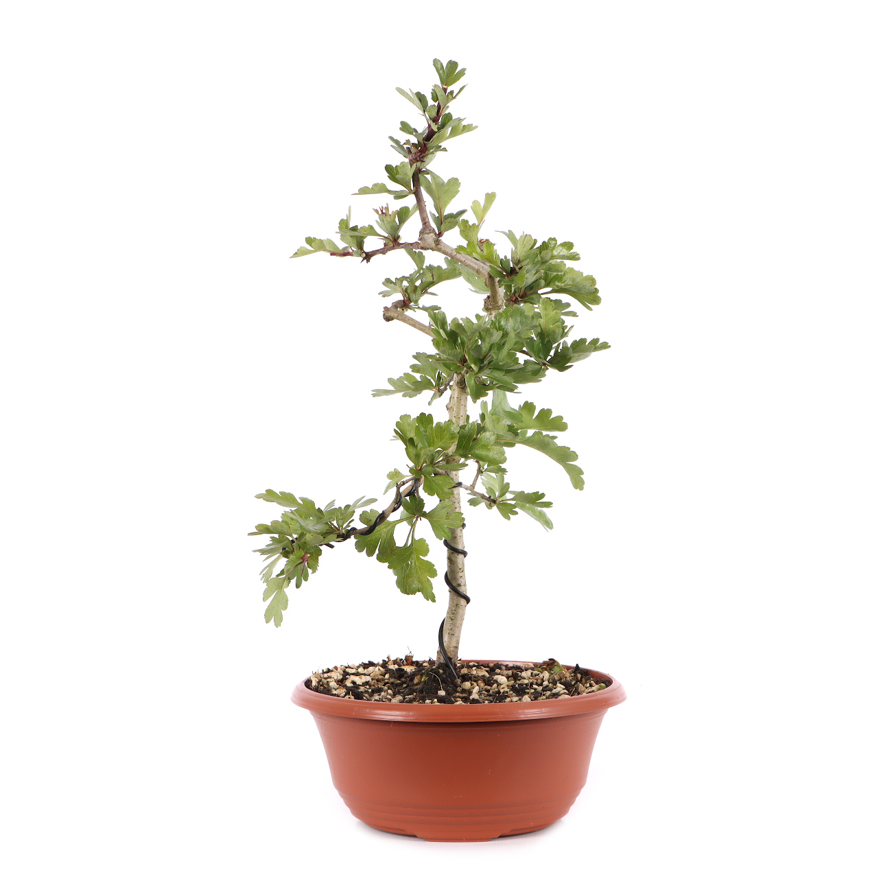 Crataegus monogyna
