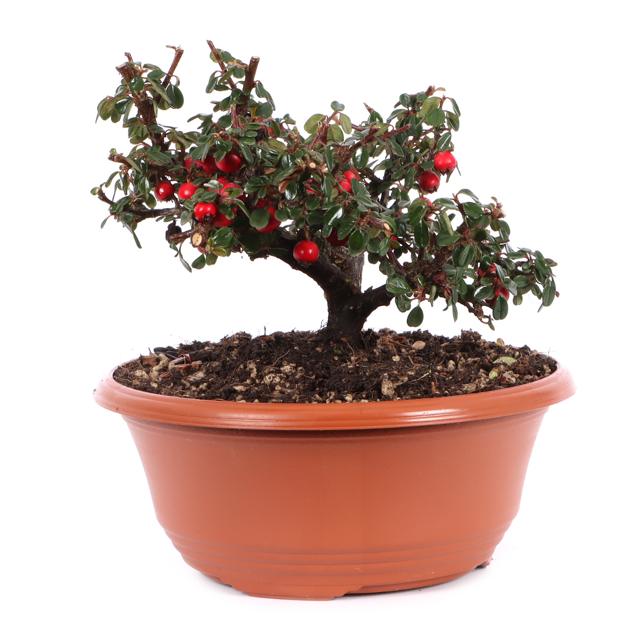 Cotoneaster microphyllus 'Cochleatus'