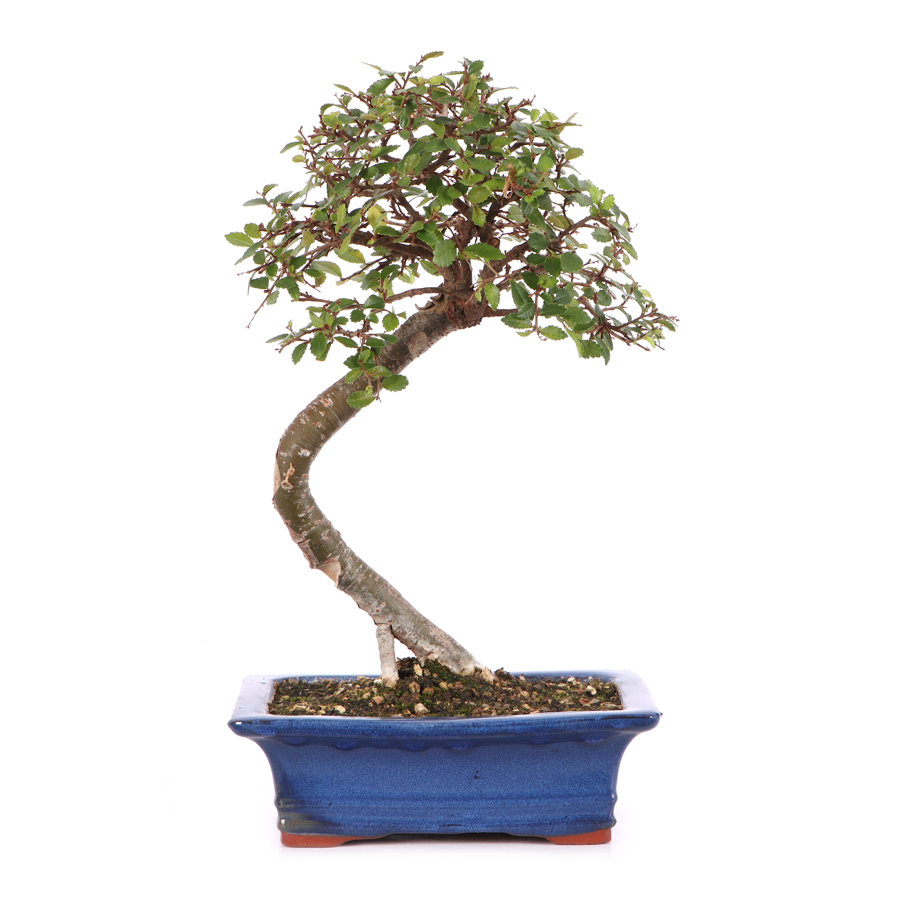 Ulmus parvifolia