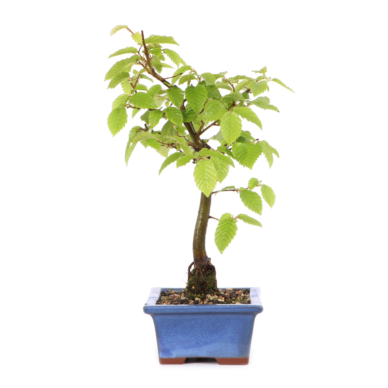 Carpinus betulus