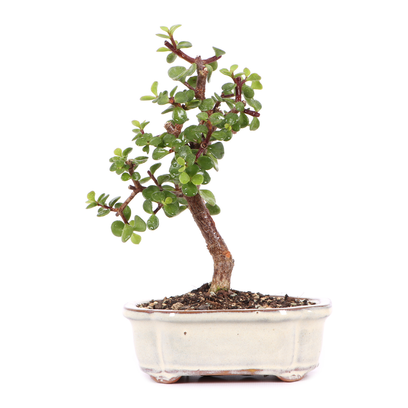 Portulacaria afra