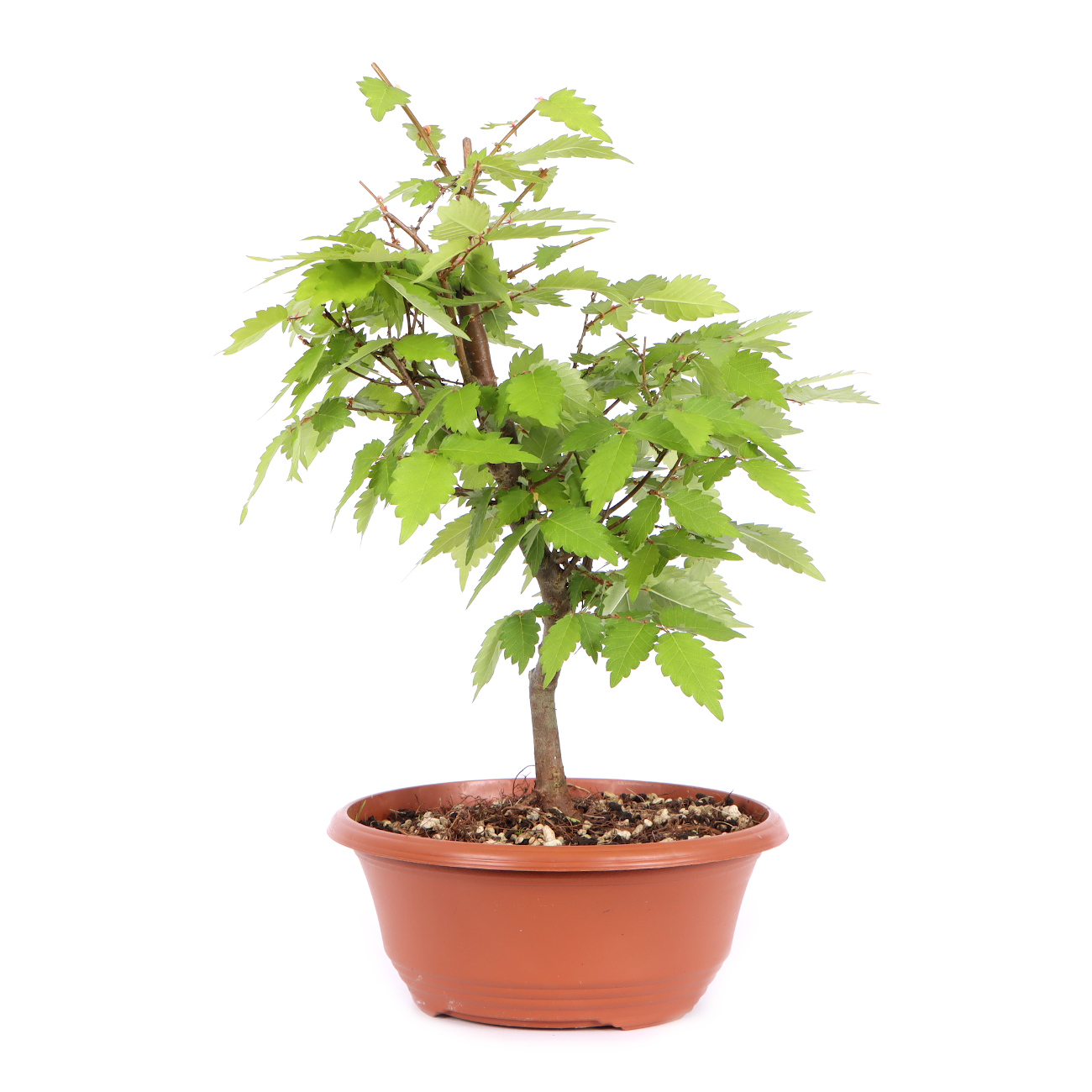 Seitenansicht rechts