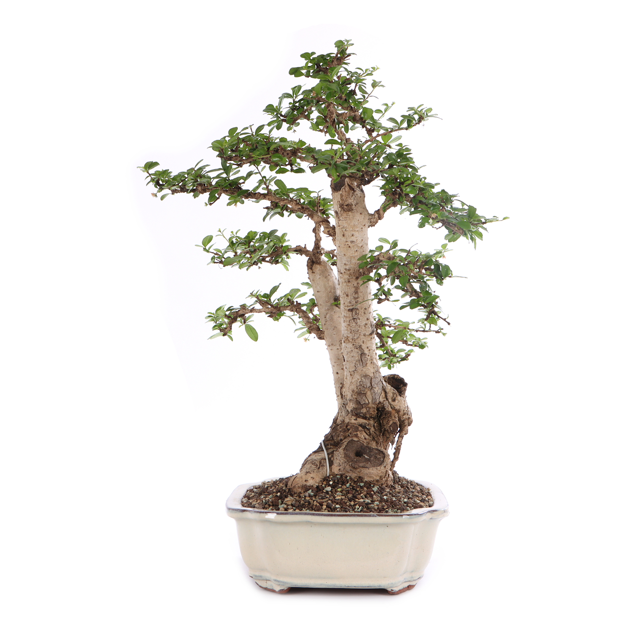 Carmona microphylla