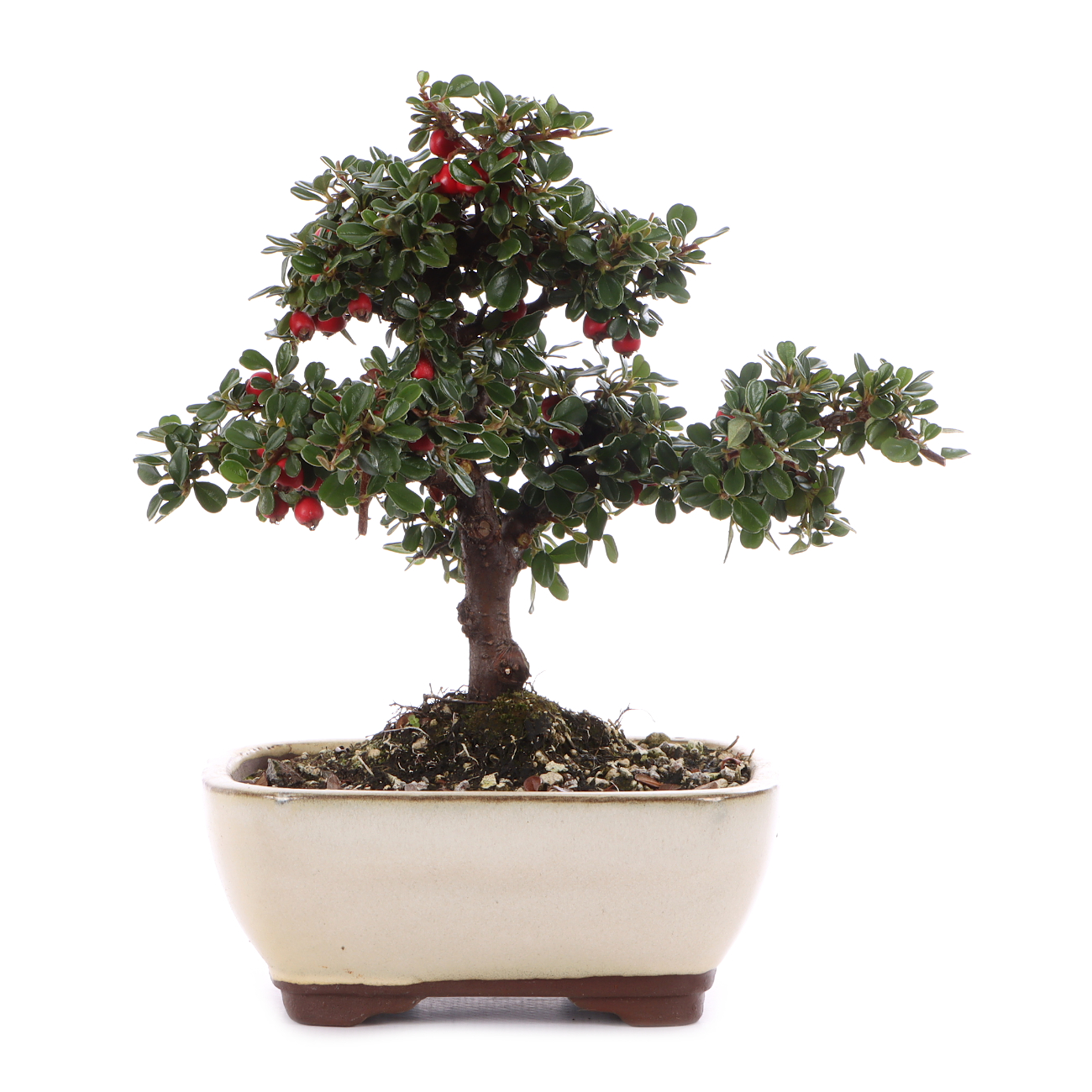 Cotoneaster microphyllus 'Cochleatus'