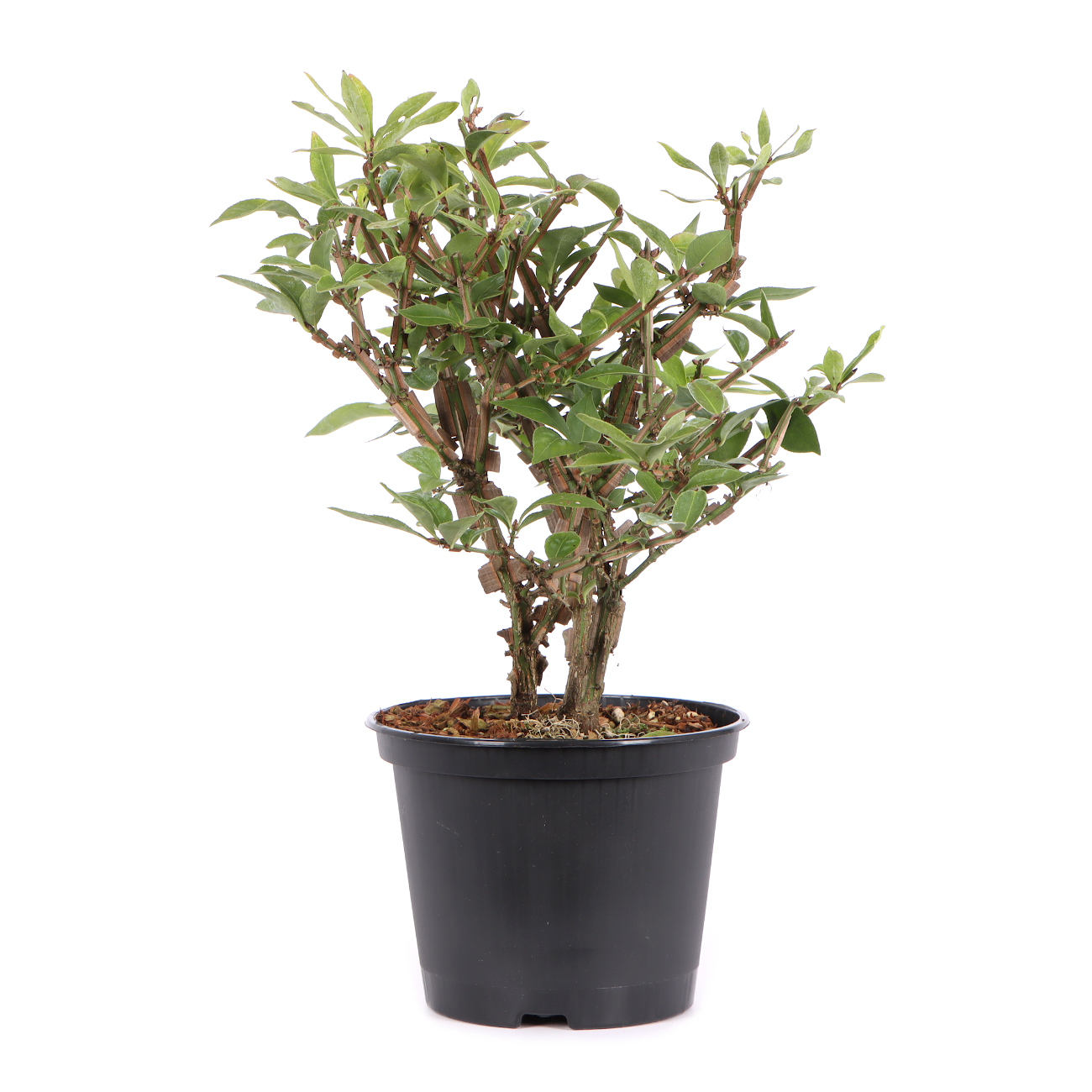 Seitenansicht rechts