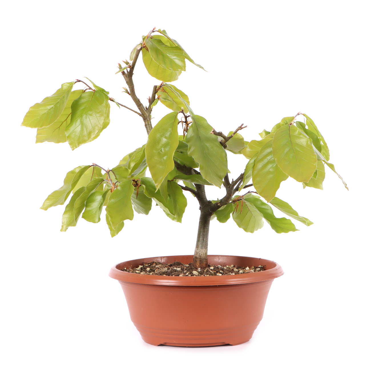 Fagus sylvatica