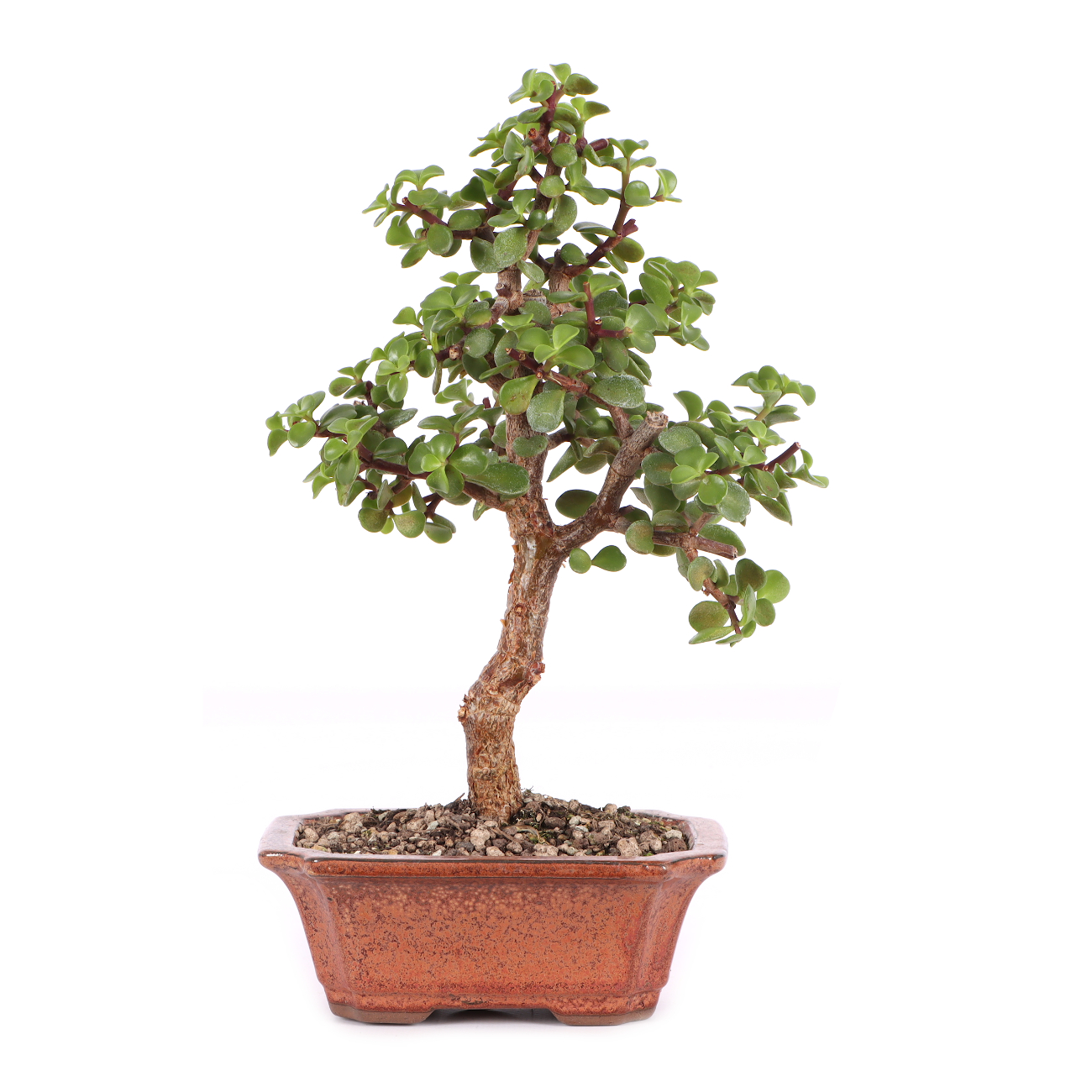 Portulacaria afra