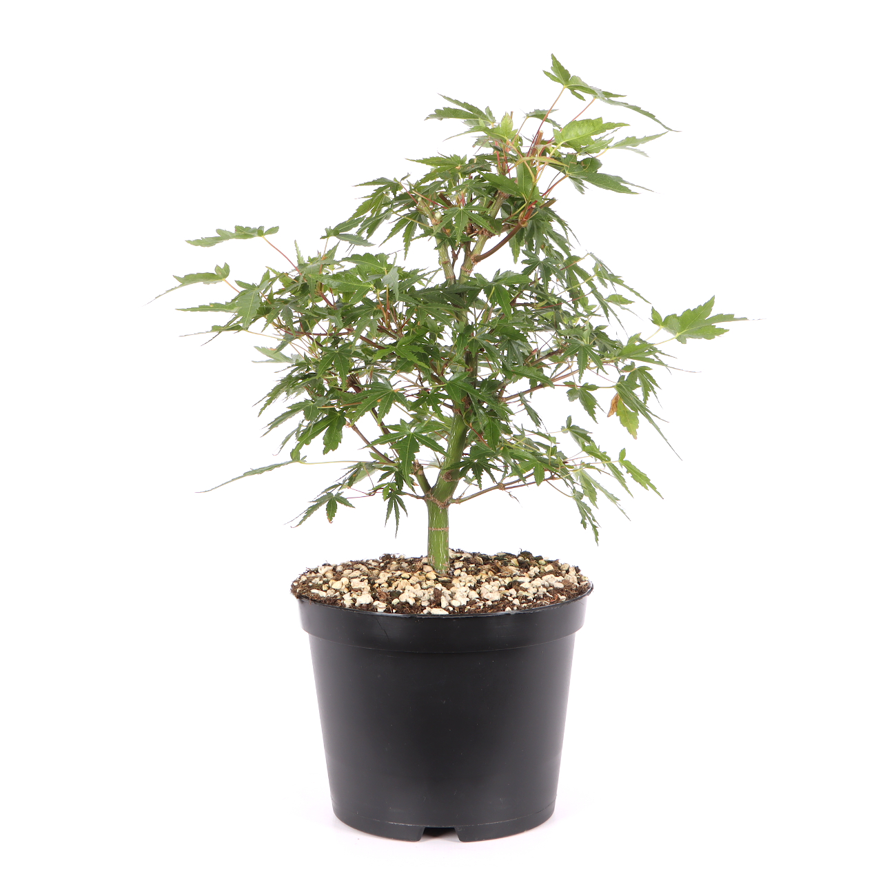 Acer palmatum