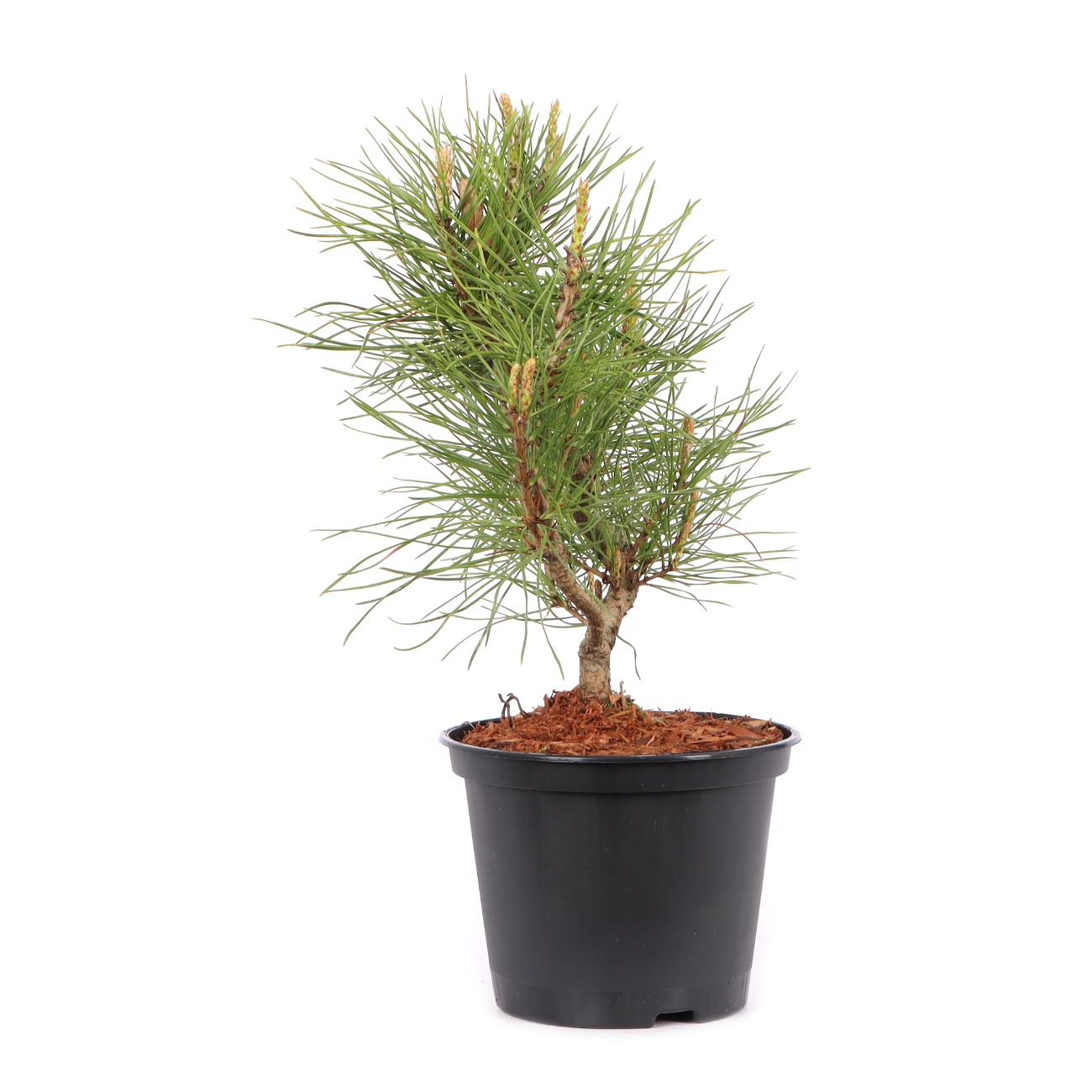 Pinus mugo subsp. uncinata