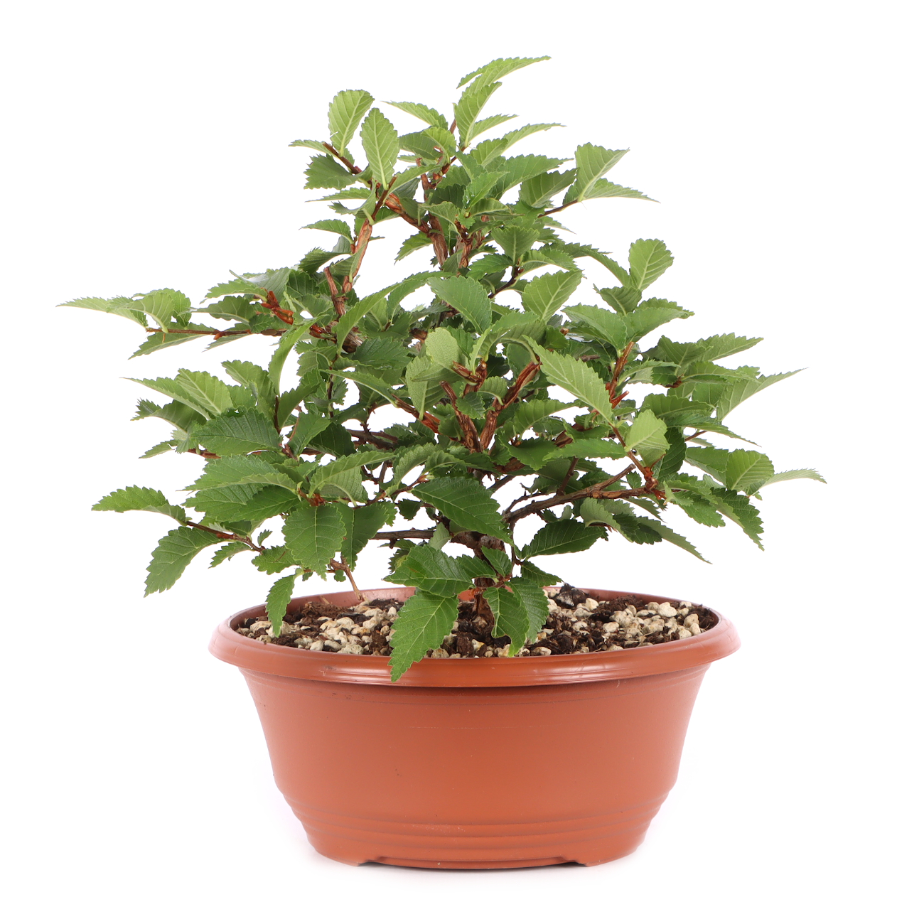 Ulmus minor var.