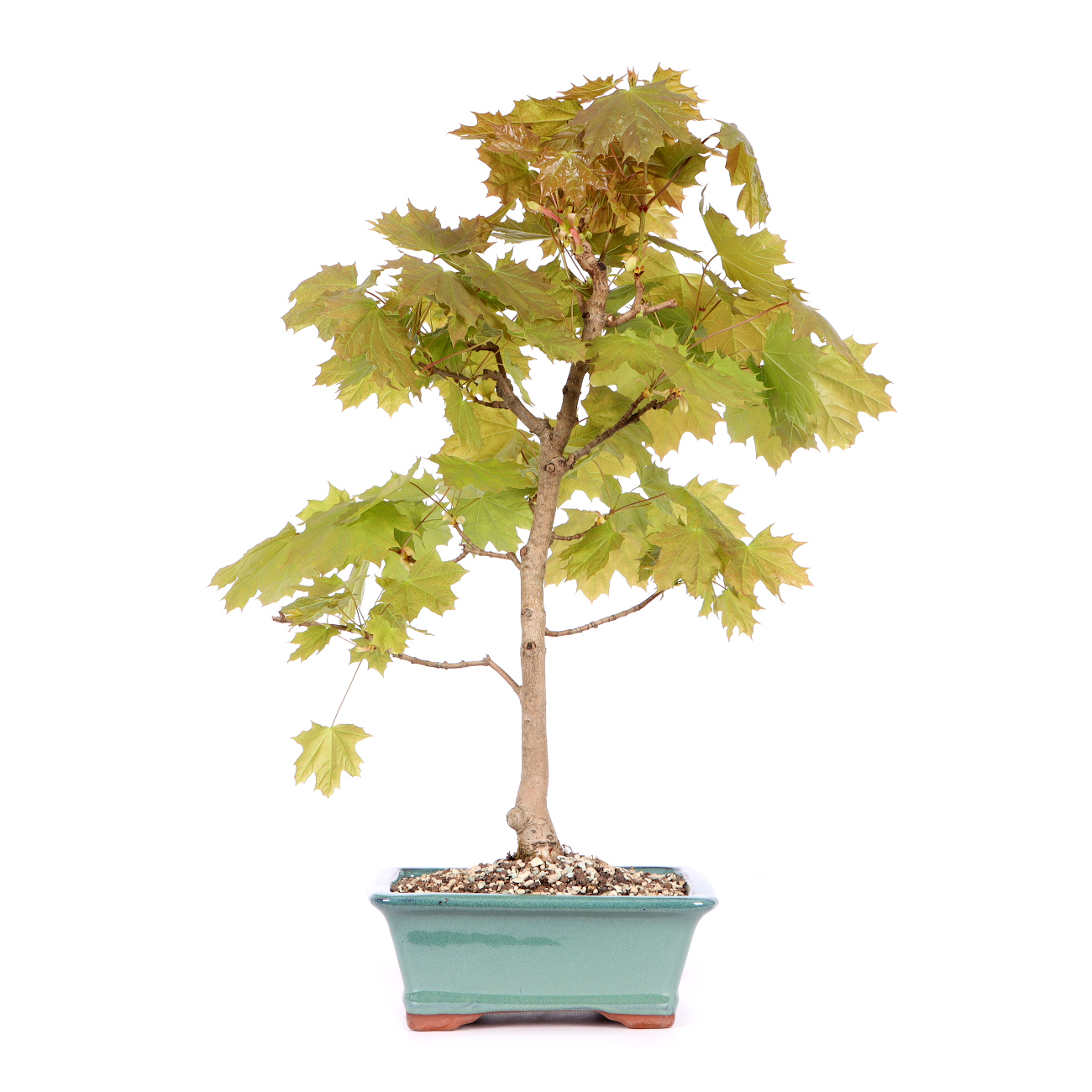Acer platanoides