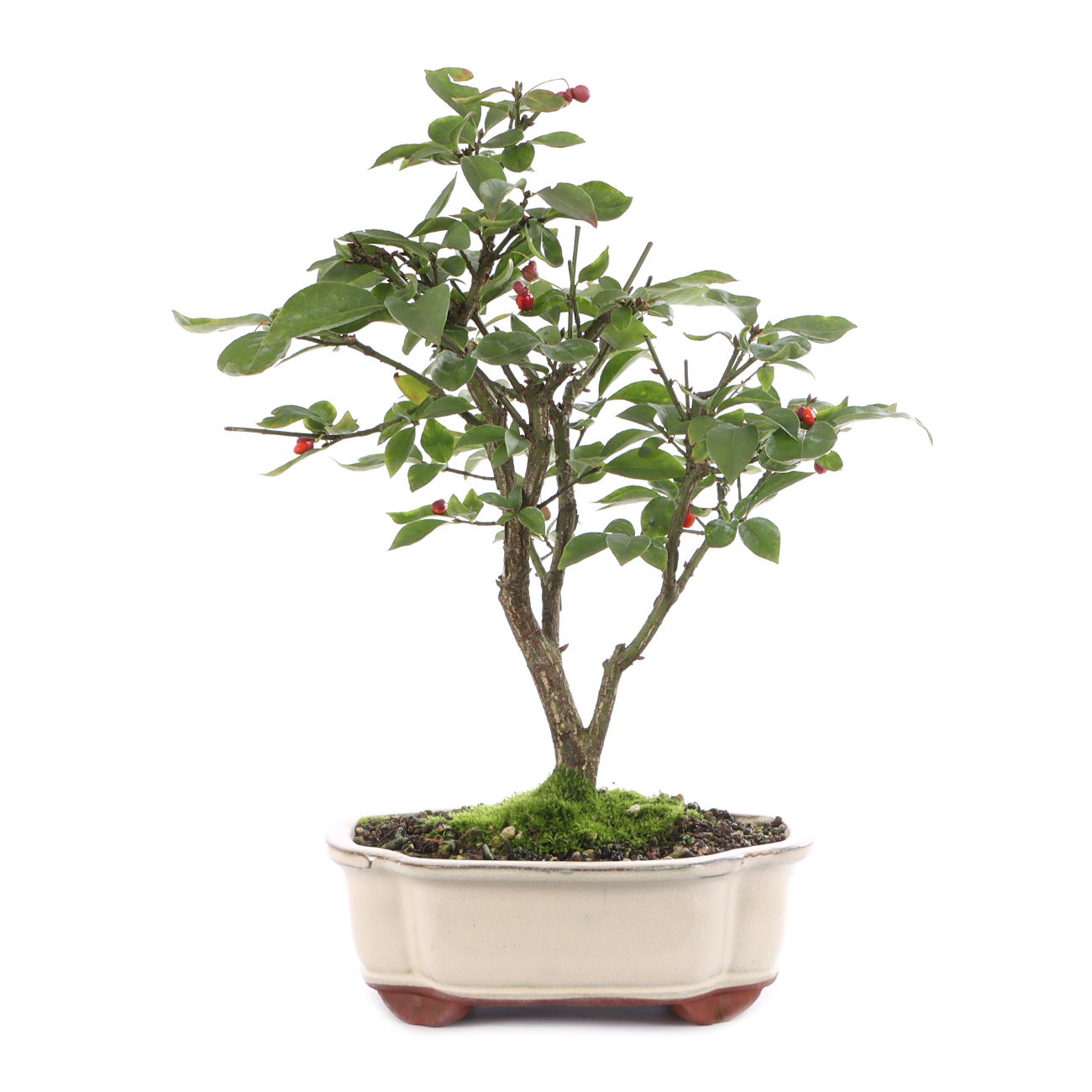 Euonymus alatus 'Compactus'