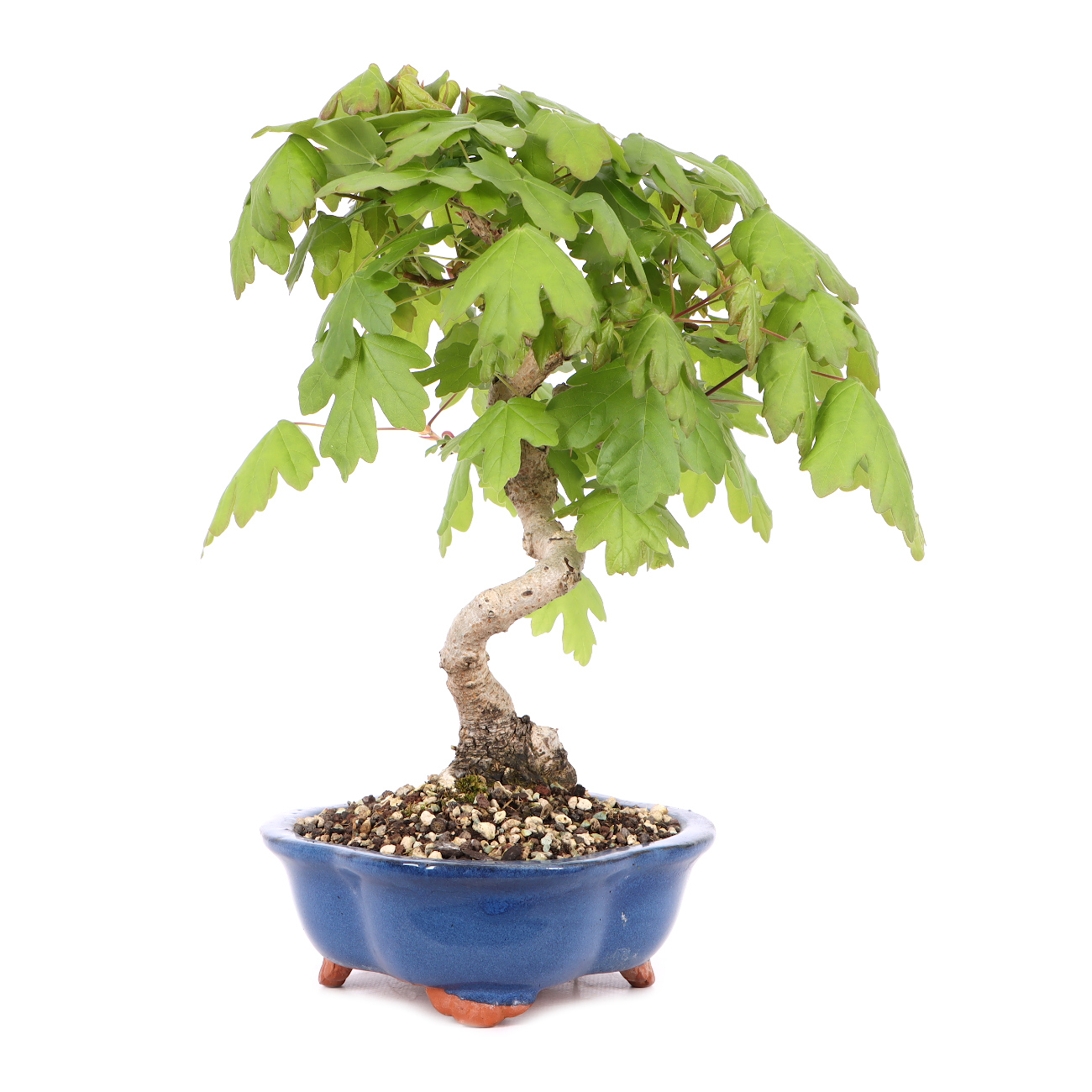 Acer campestre
