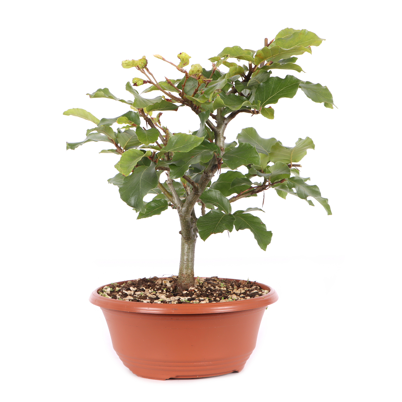 Fagus sylvatica