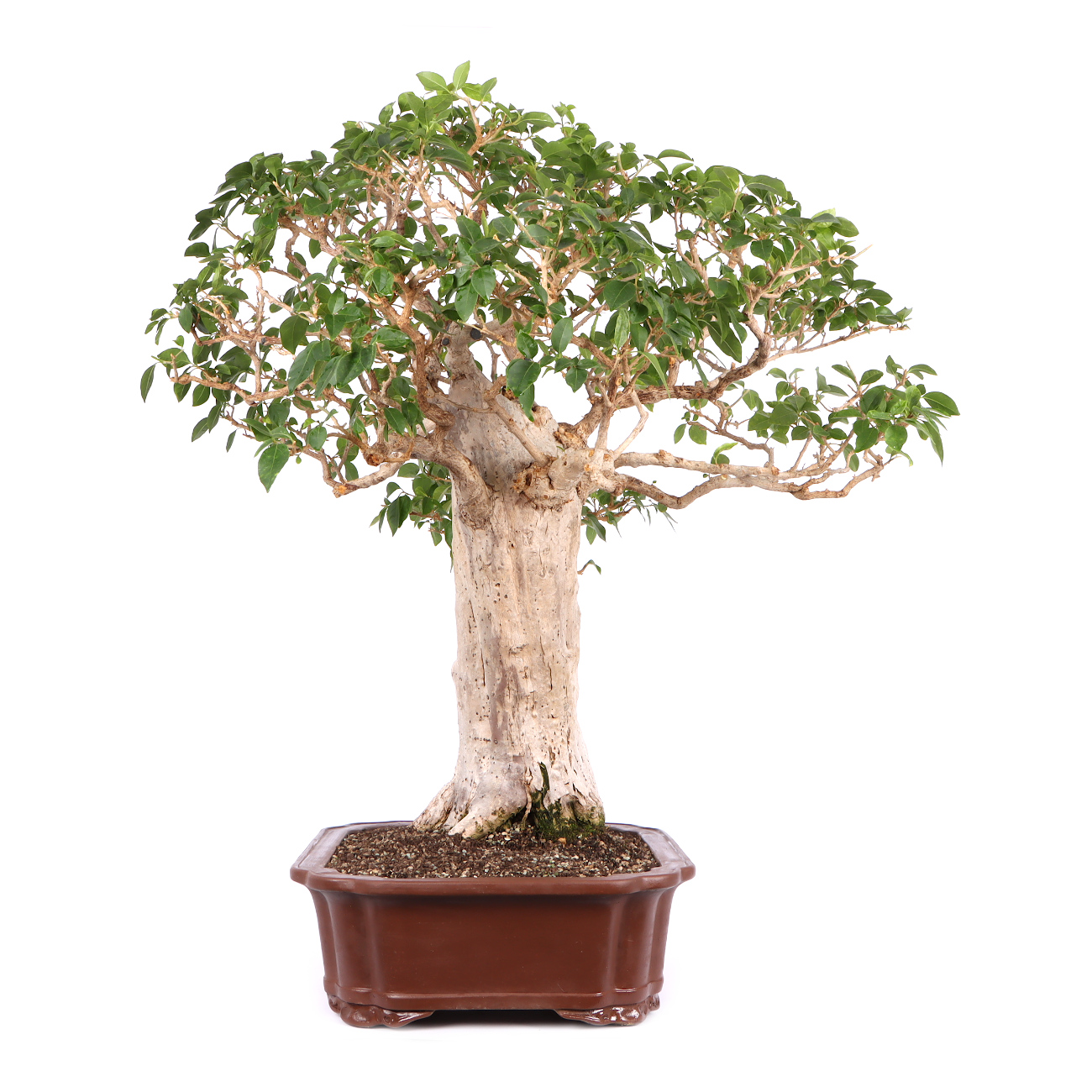 Seitenansicht rechts