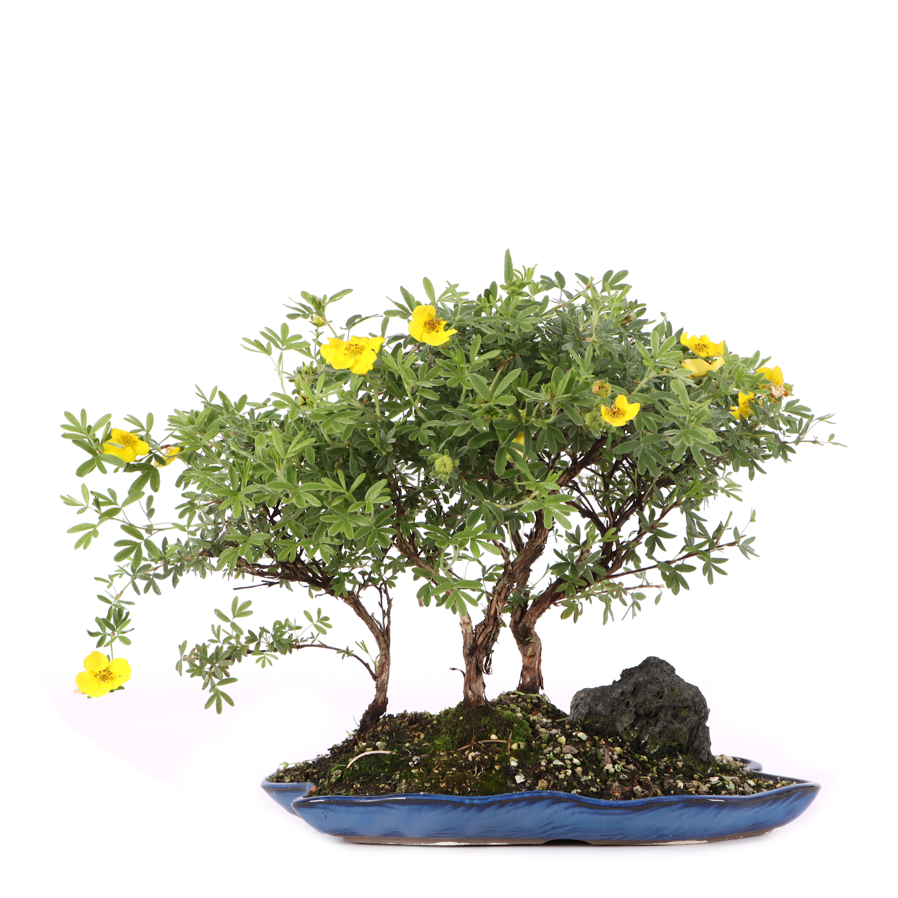 Potentilla fruticosa 'Goldteppich'