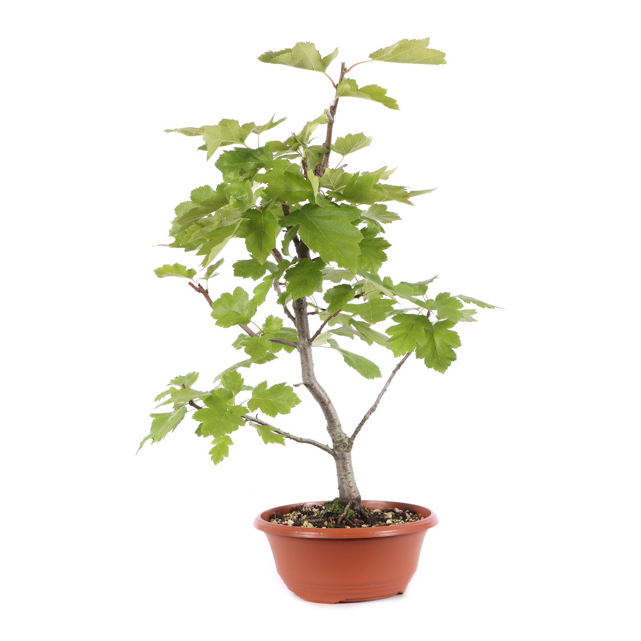 Sorbus torminalis