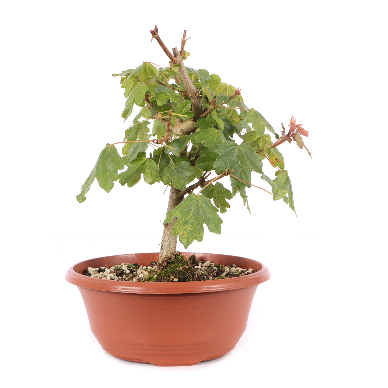 Acer campestre