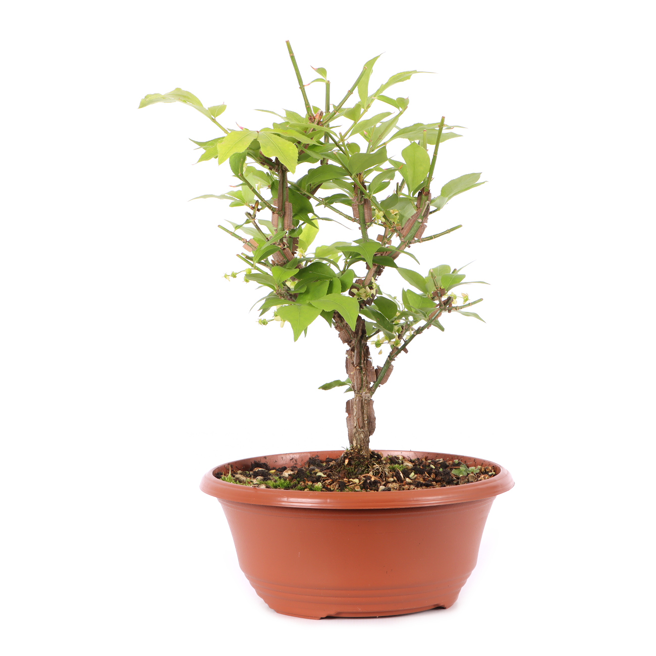 Euonymus alatus