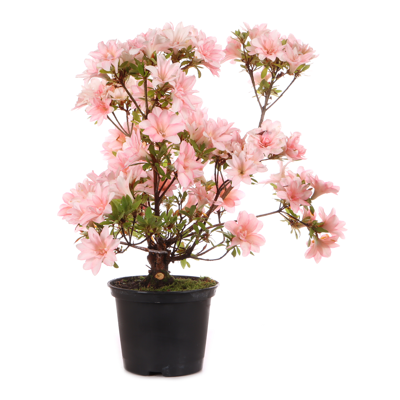 Rhododendron indicum 'Hotaru'
