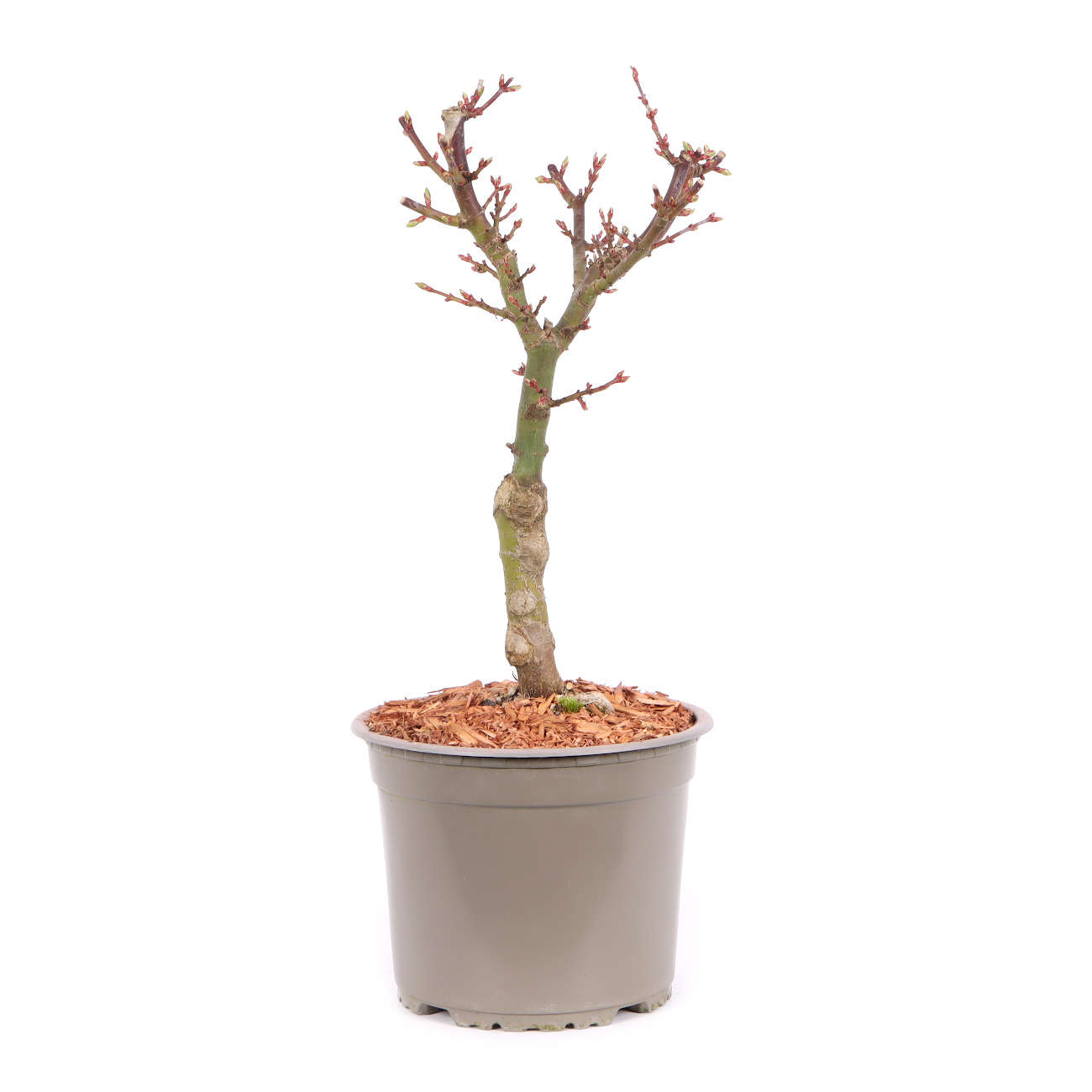 Acer palmatum 'Shishigashira'