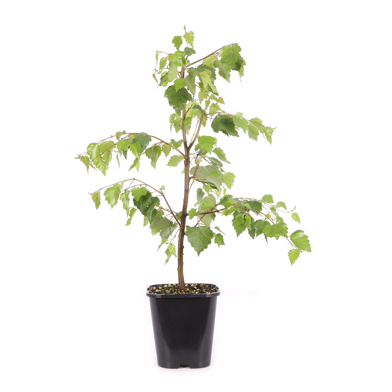 Betula pendula 'Youngii'
