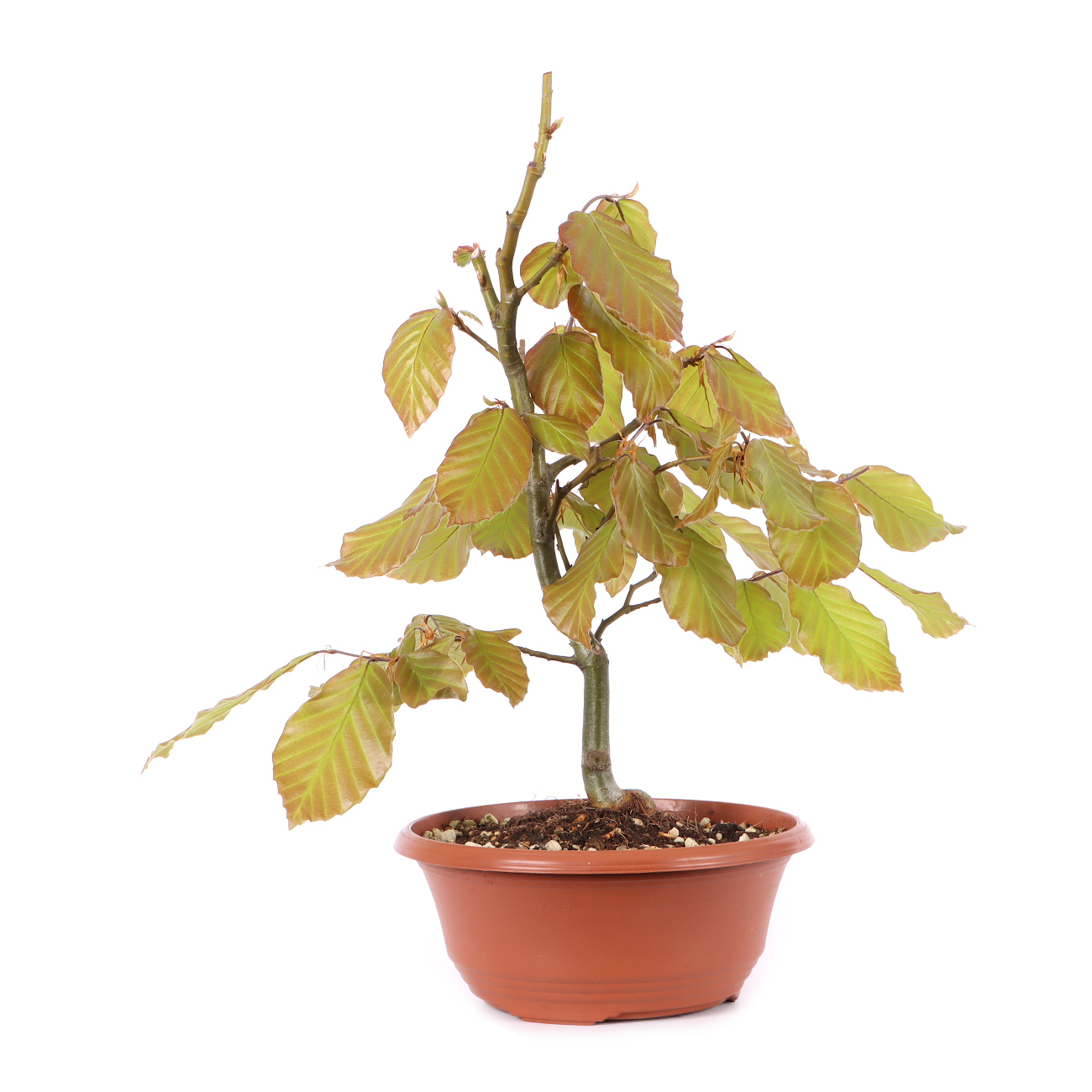 Fagus sylvatica