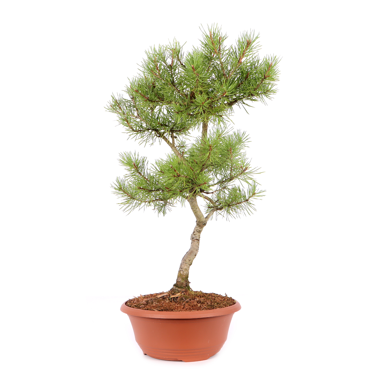 Pinus sylvestris