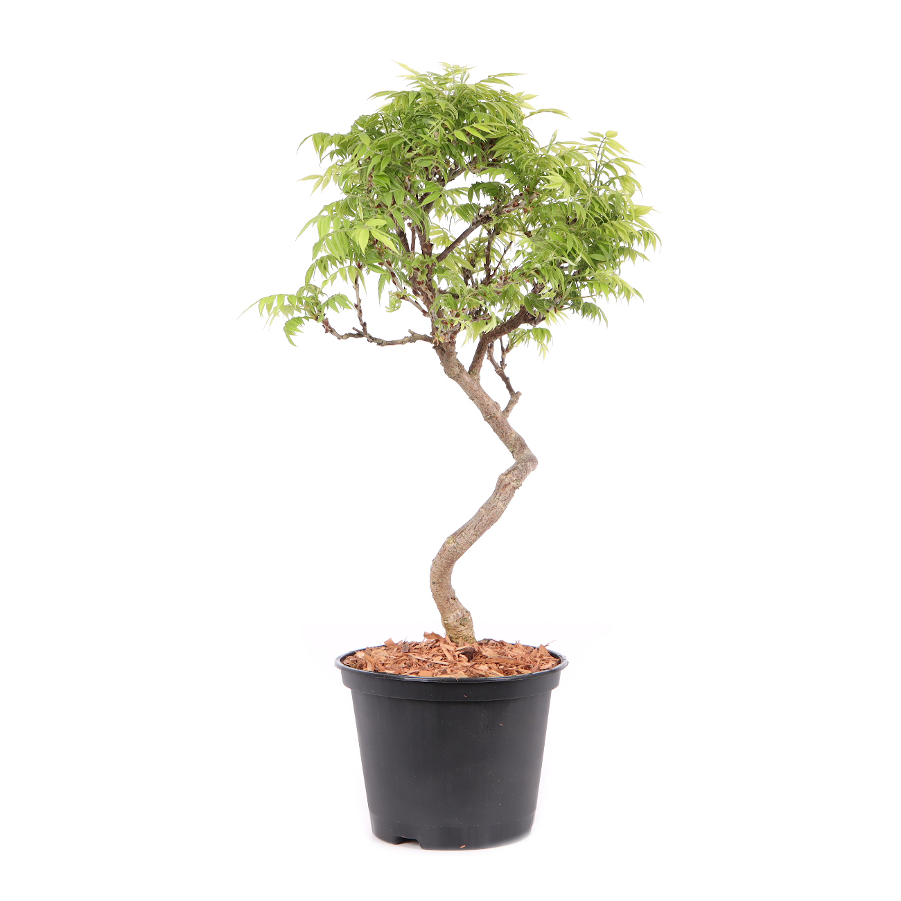 Millettia japonica 'Hime Fuji'