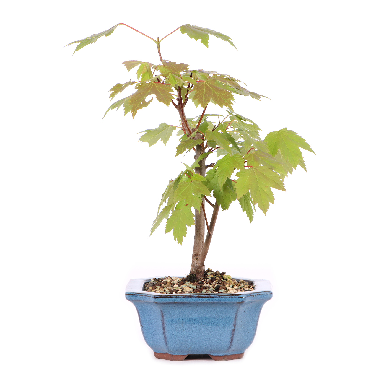 Acer rubrum 'October Glory'