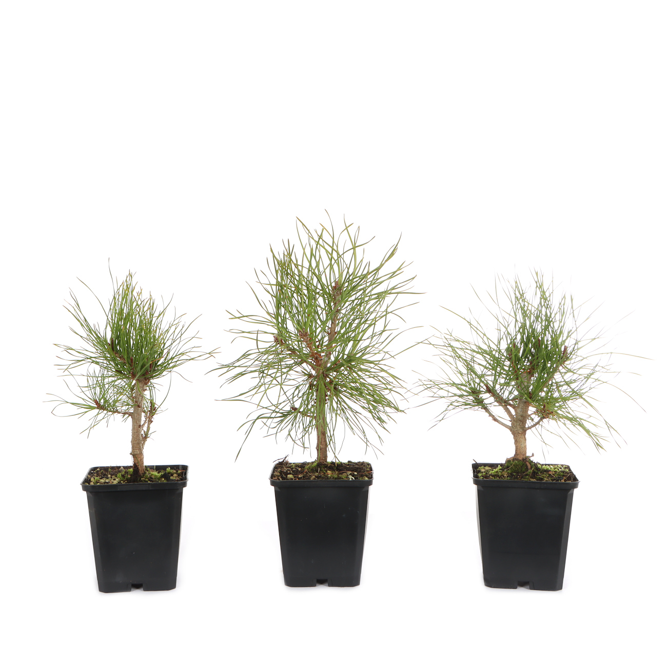 Pinus sylvestris