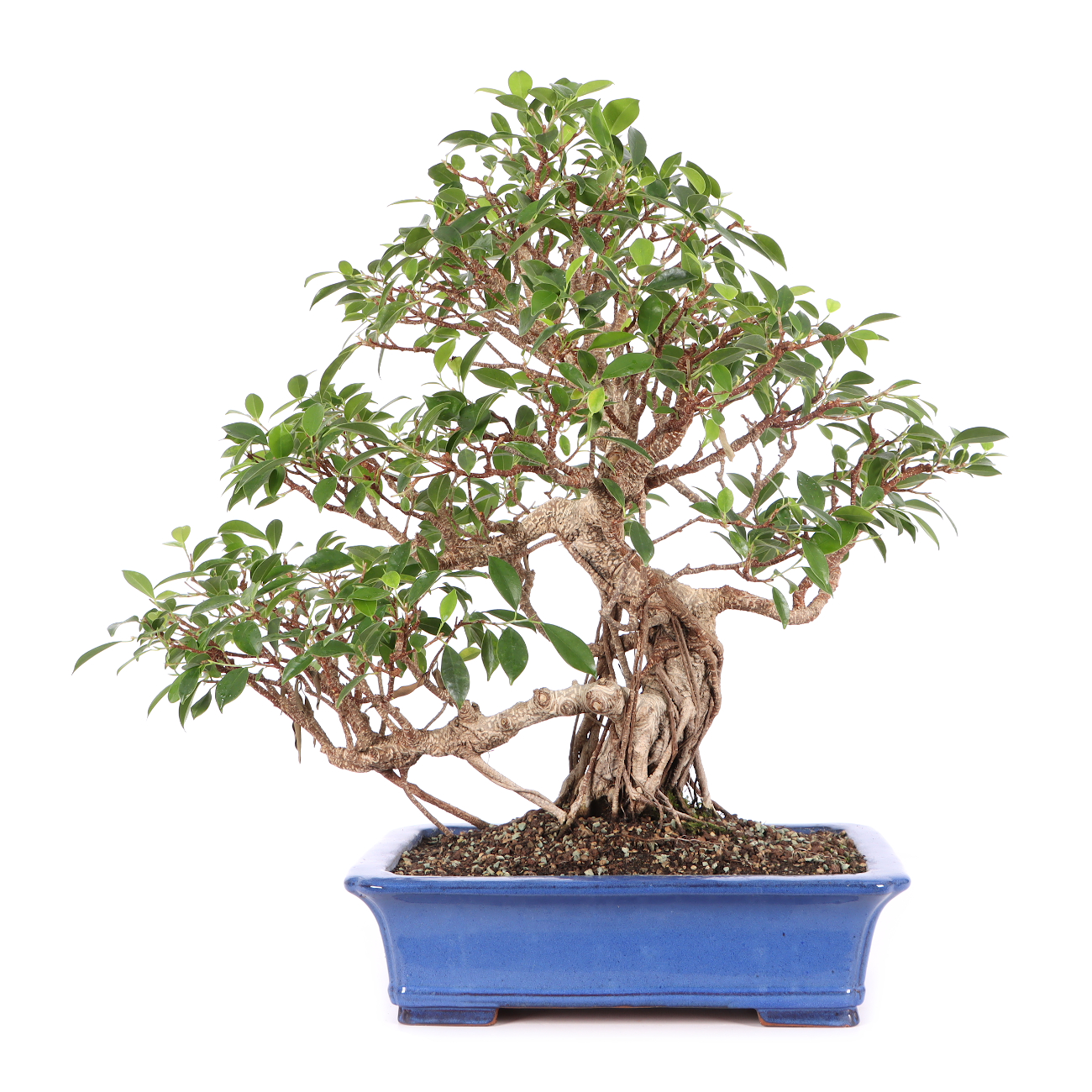 Ficus microcarpa 'Tiger Bark'