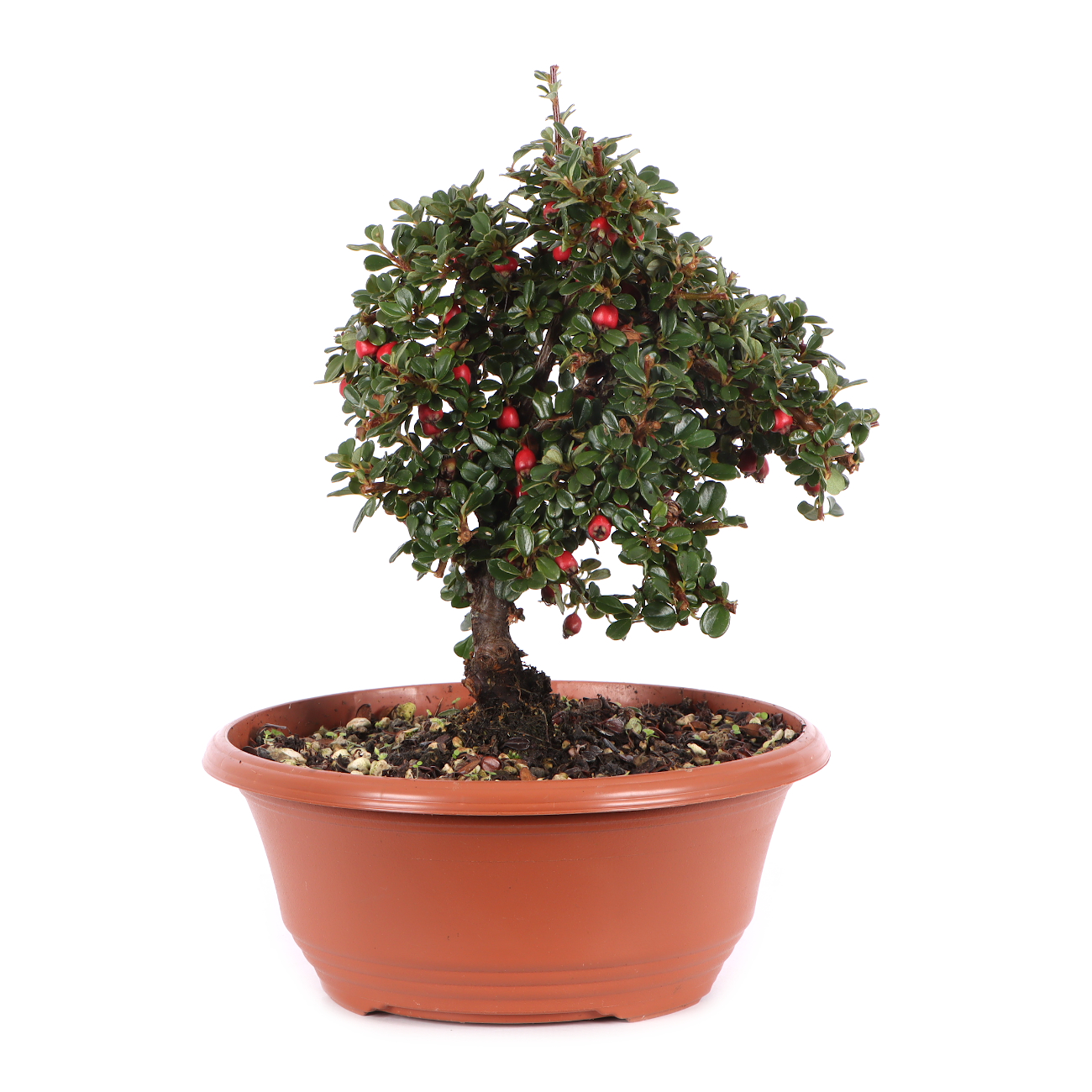 Cotoneaster microphyllus 'Cochleatus'
