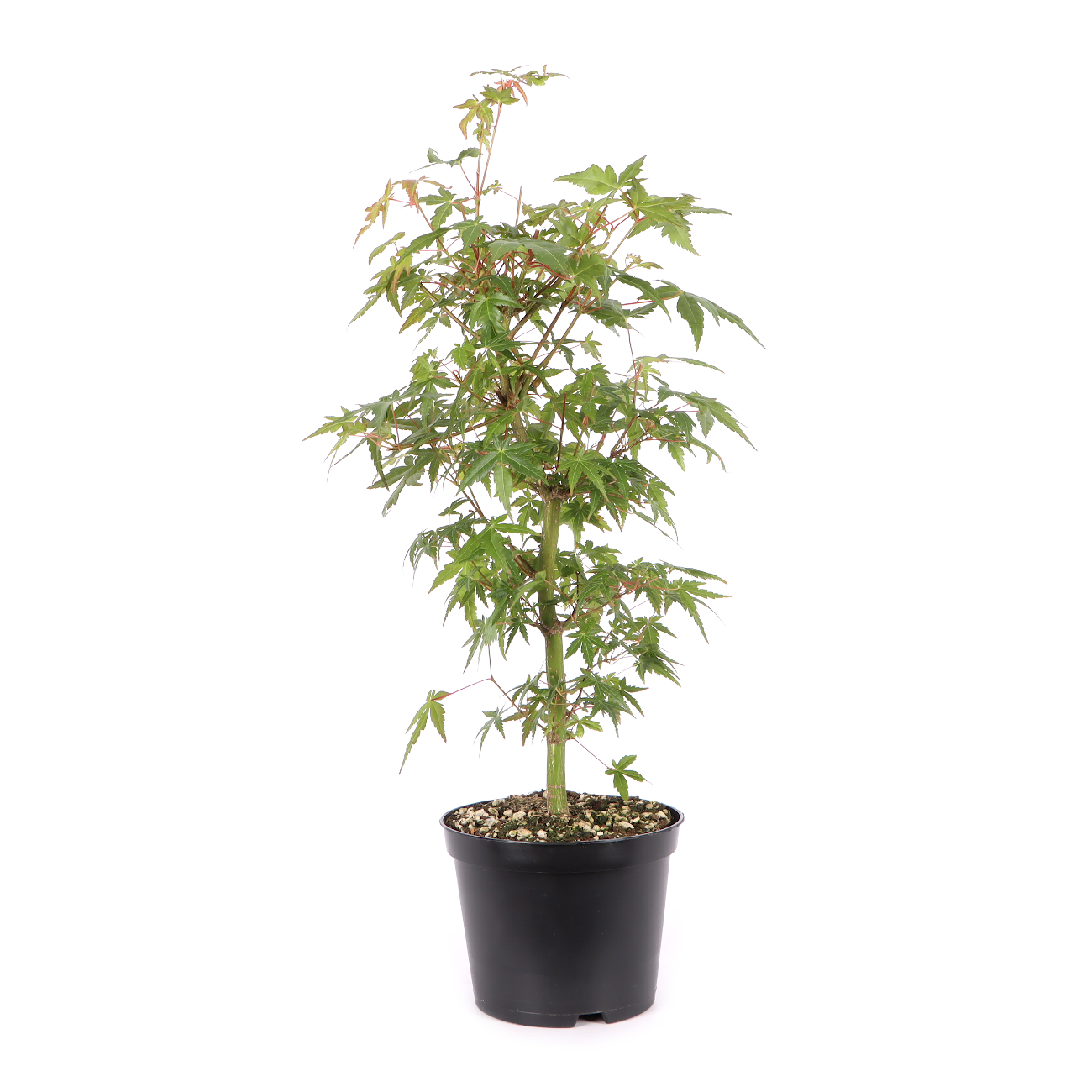 Acer palmatum